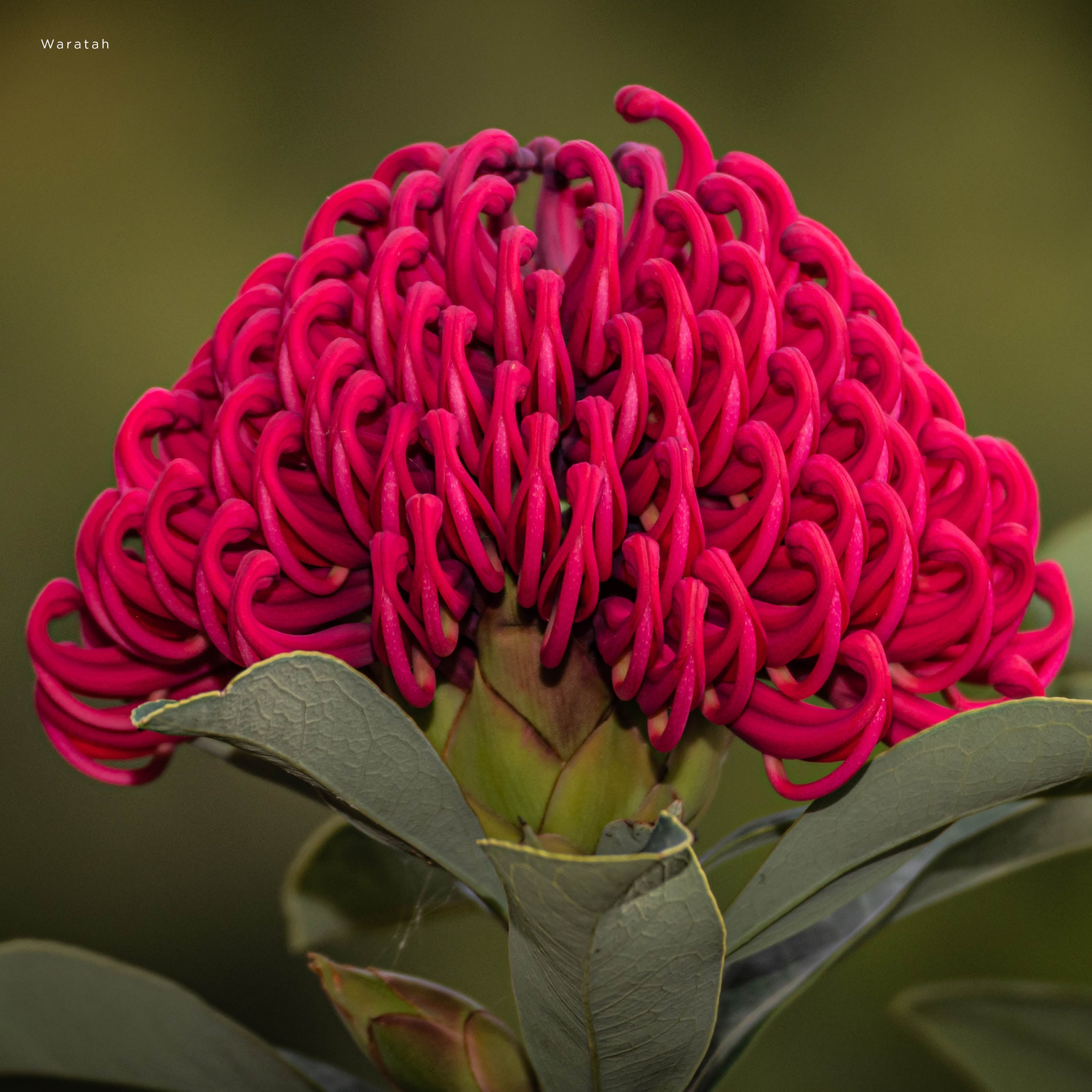 2026 Our Australia Flowers - Square Wall Calendar