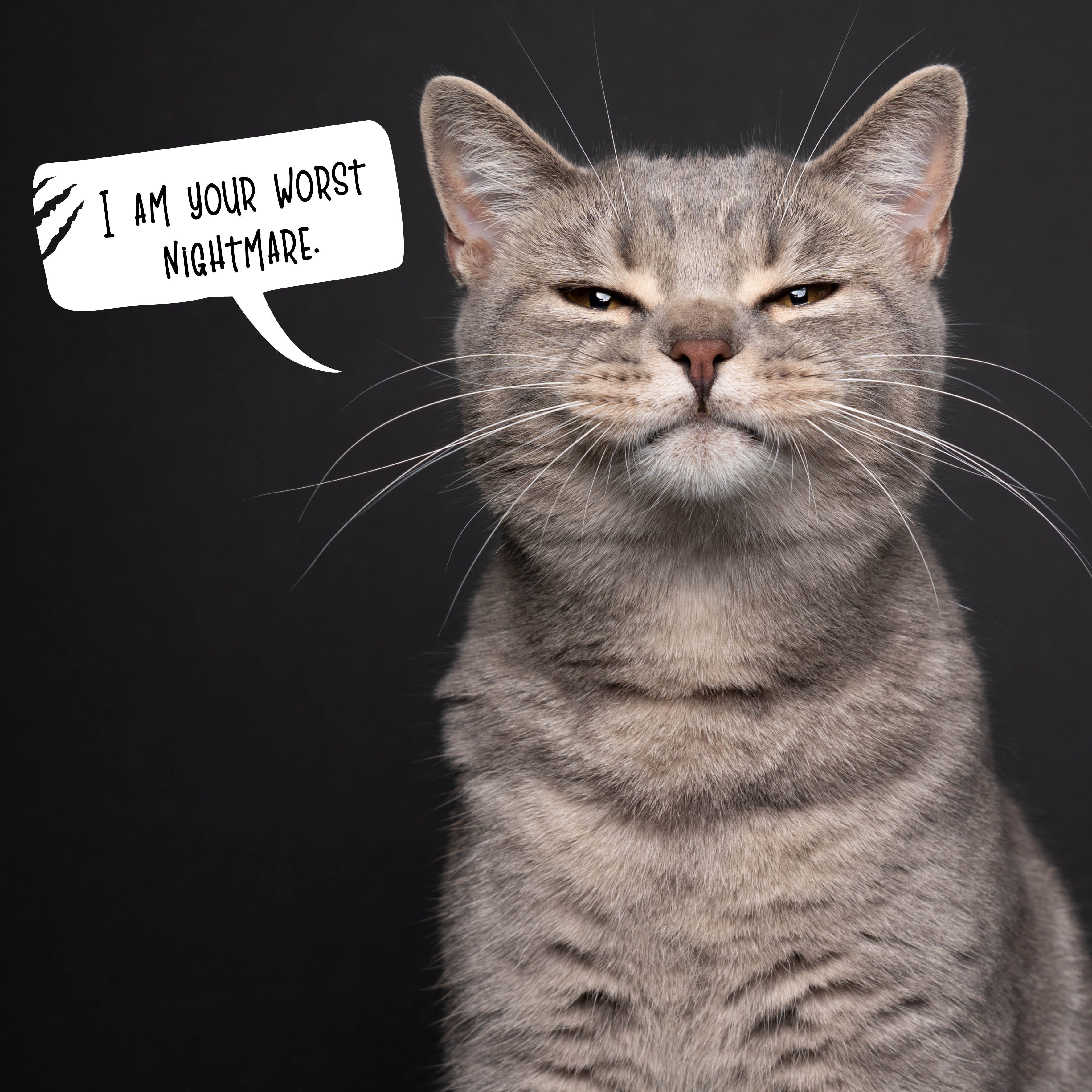 2026 Snappy Cat - Square Wall Calendar