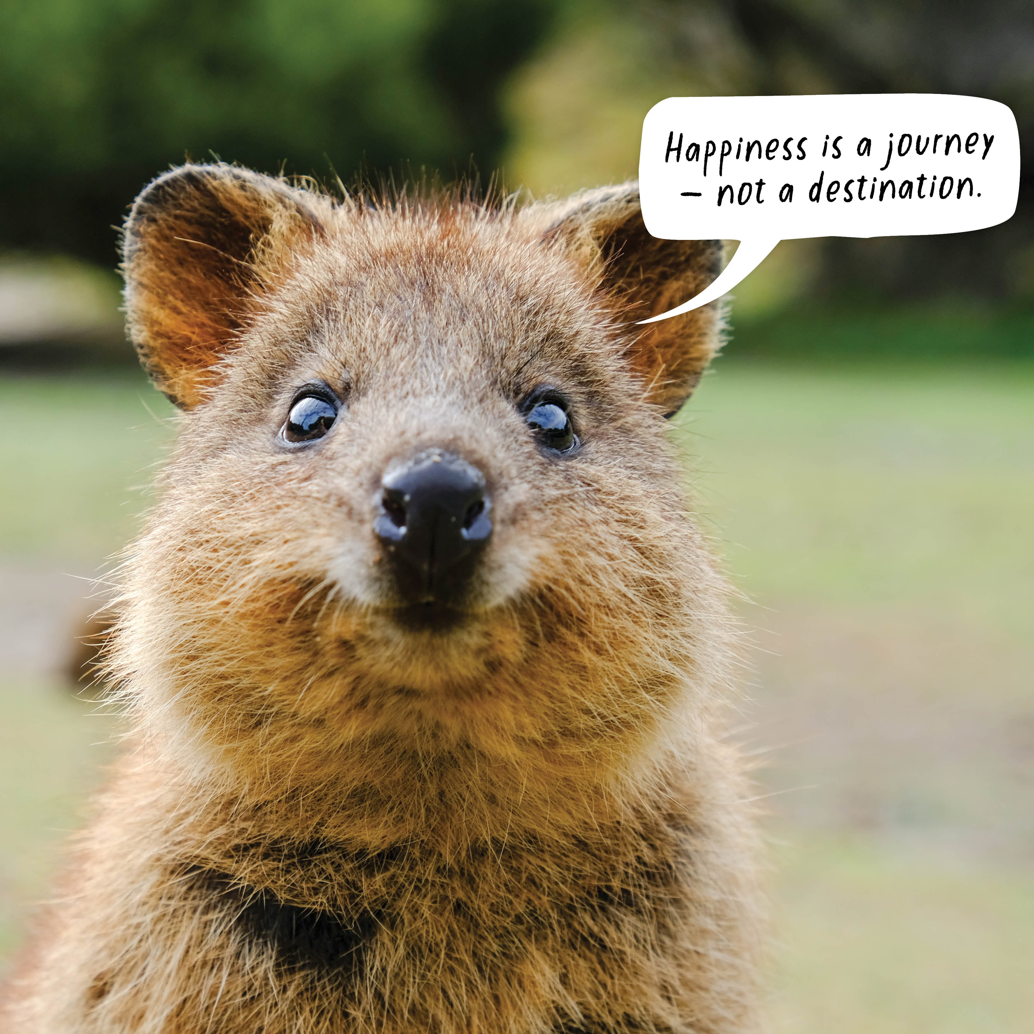 2026 The Happy Quokka - Square Wall Calendar