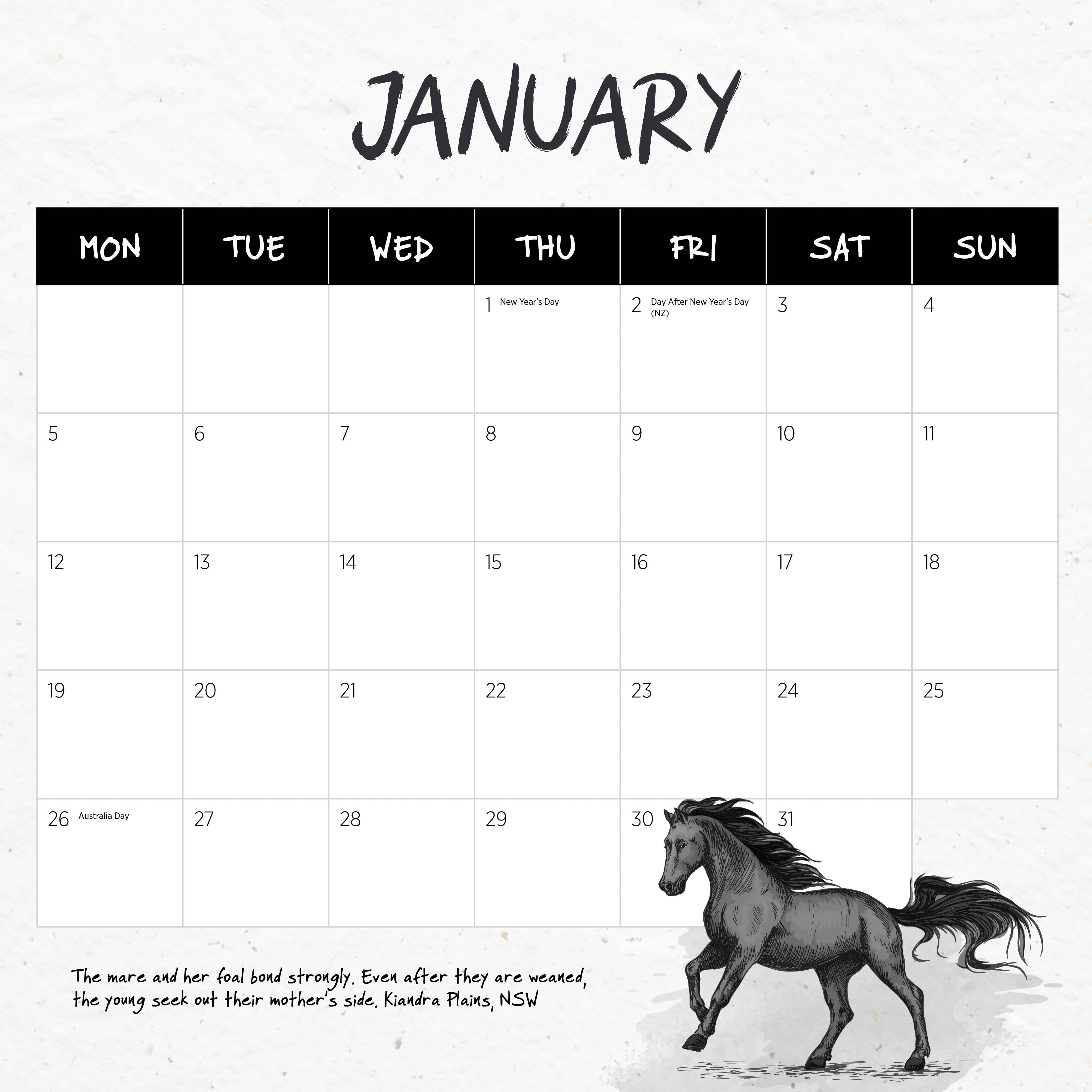 2026 Wild Horses (The Brumby) - Square Wall Calendar