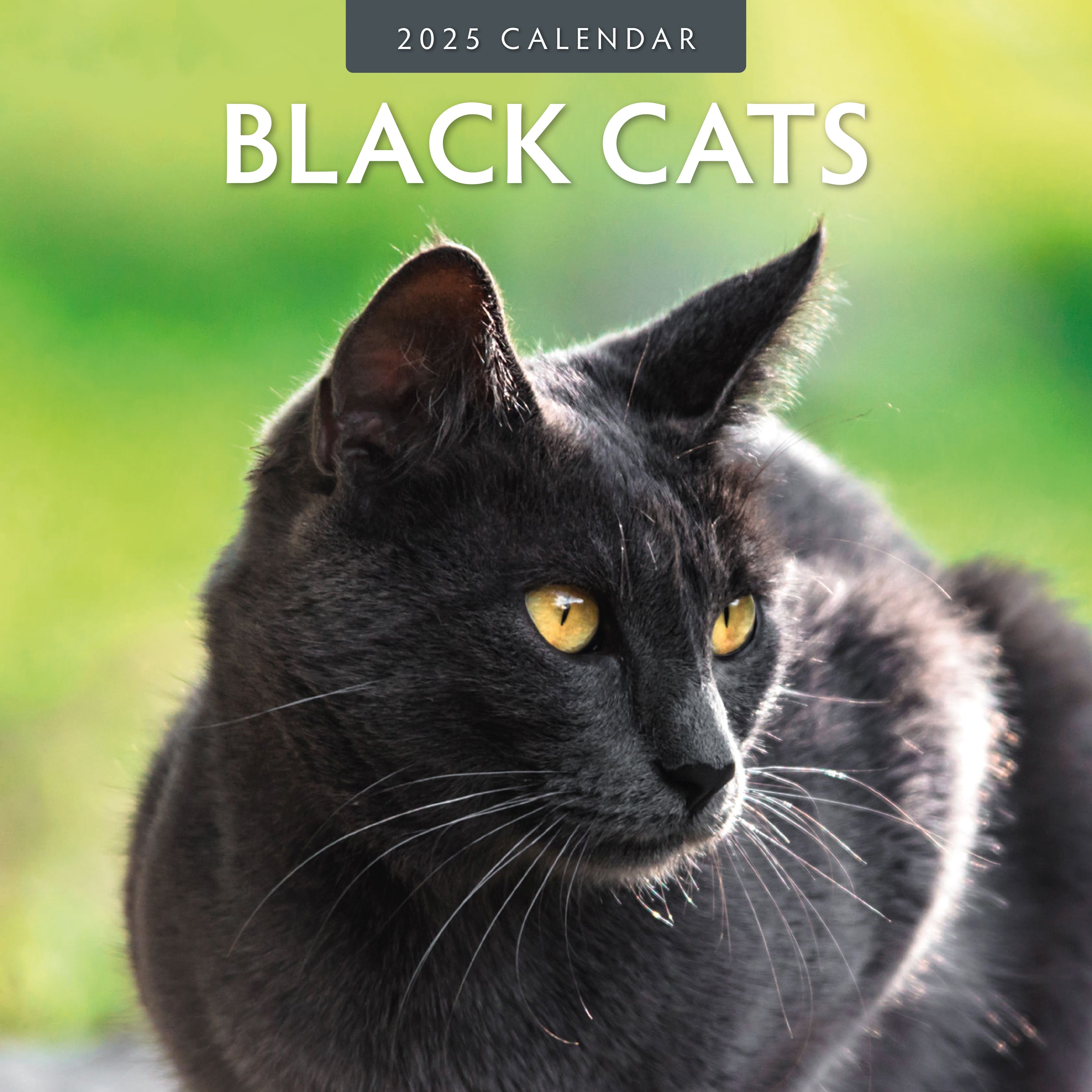 2025 Black Cats - Square Wall Calendar