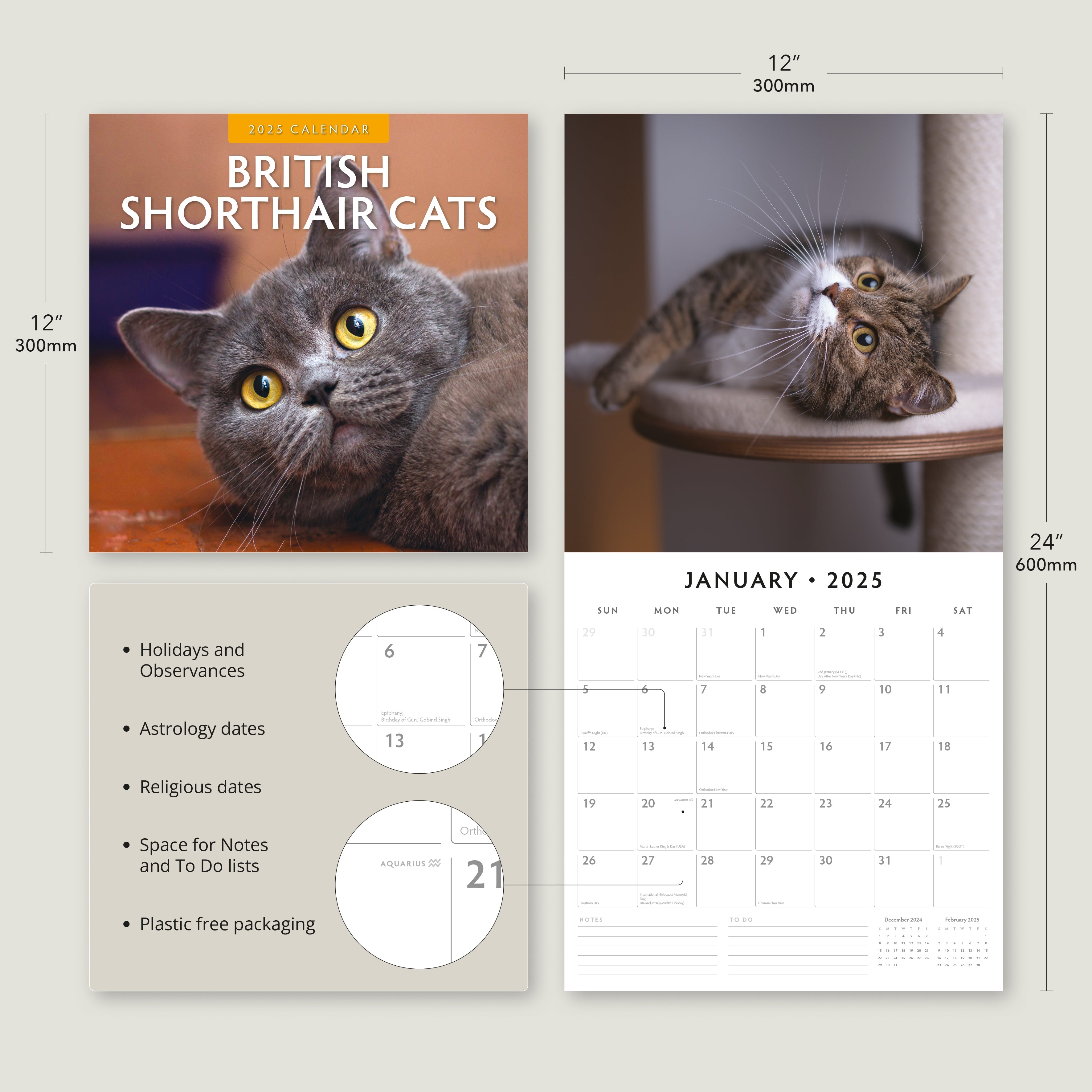 2025 British Shorthair Cats - Square Wall Calendar