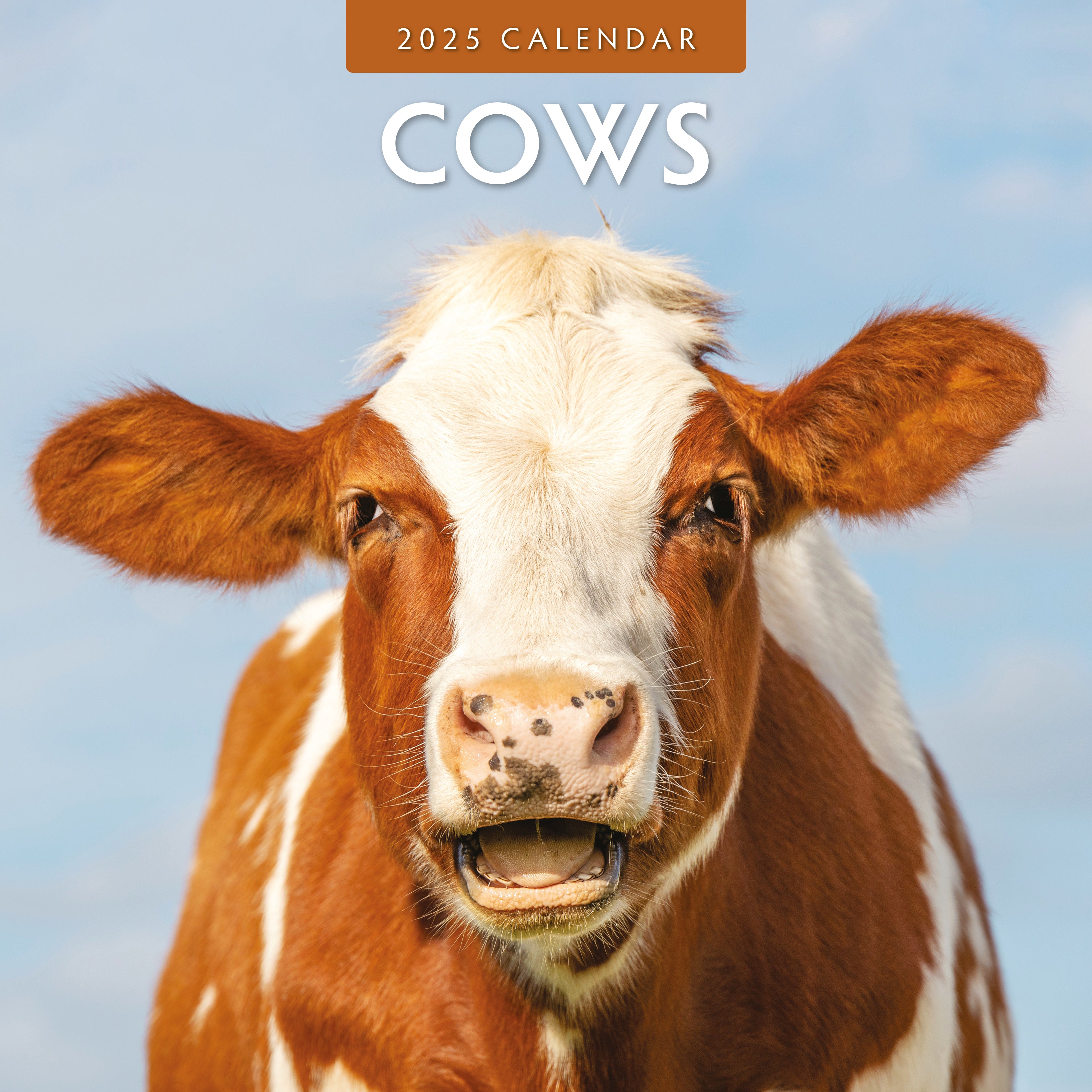 2025 Cows - Square Wall Calendar