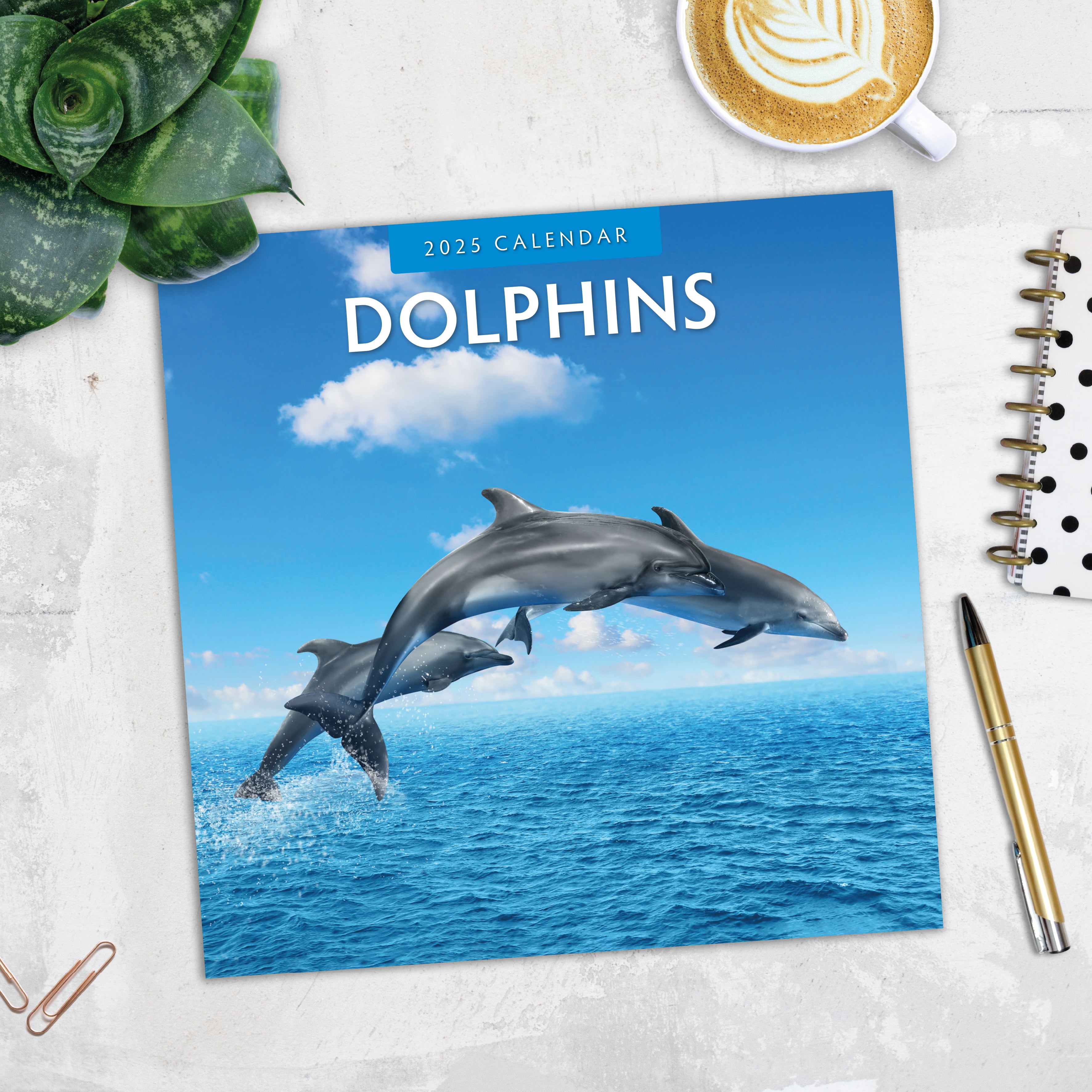 2025 Dolphins - Square Wall Calendar