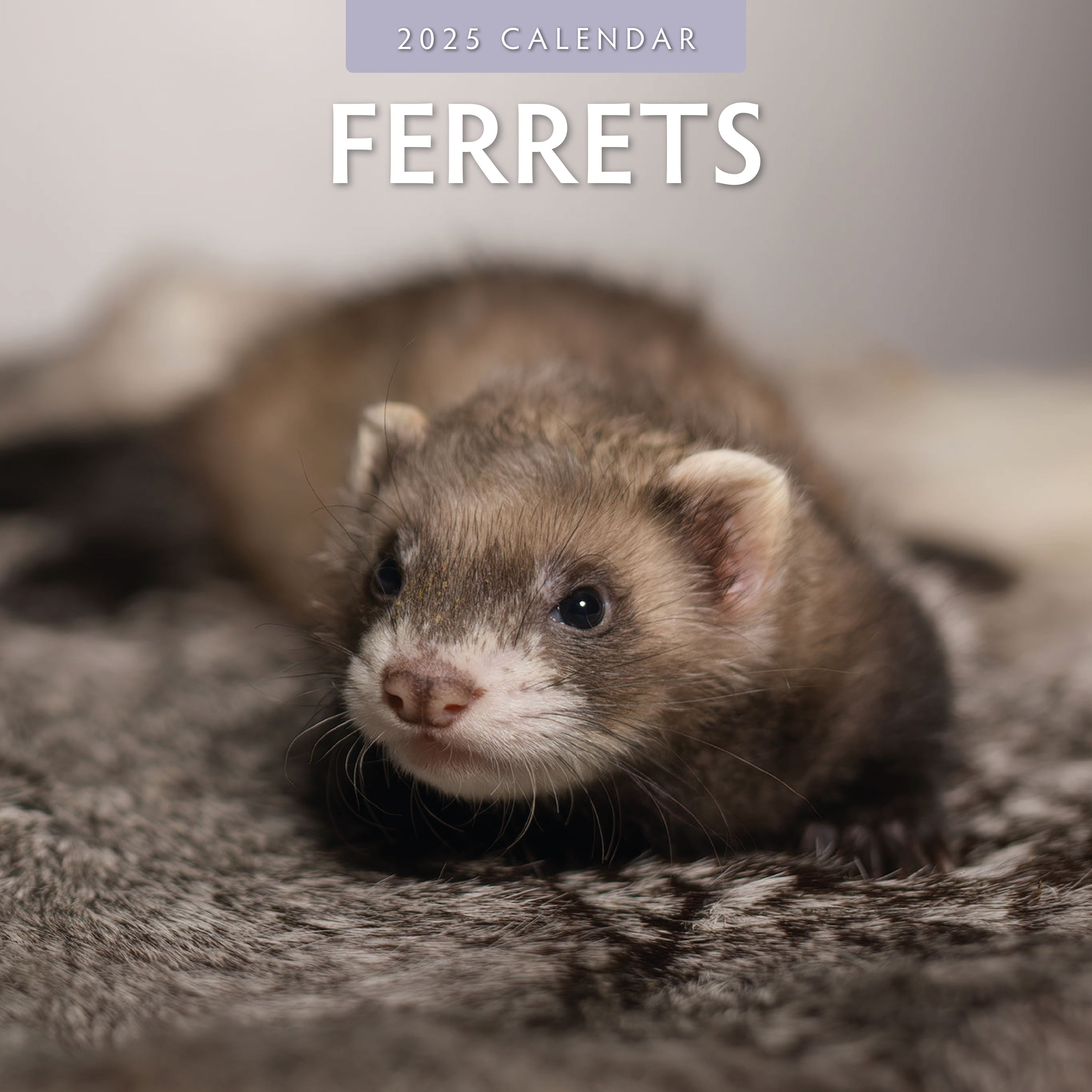 2025 Ferrets - Square Wall Calendar