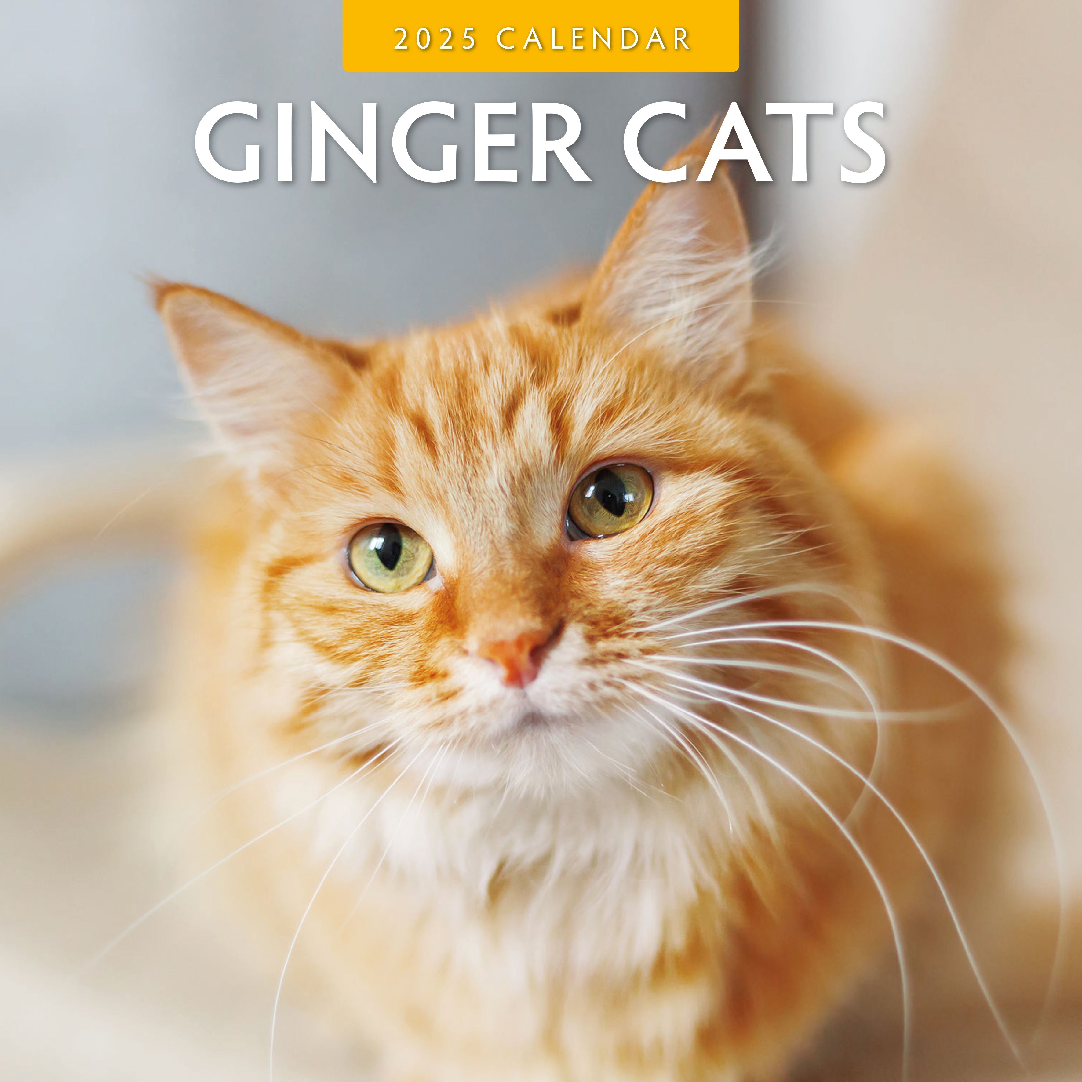 2025 Ginger Cats - Square Wall Calendar