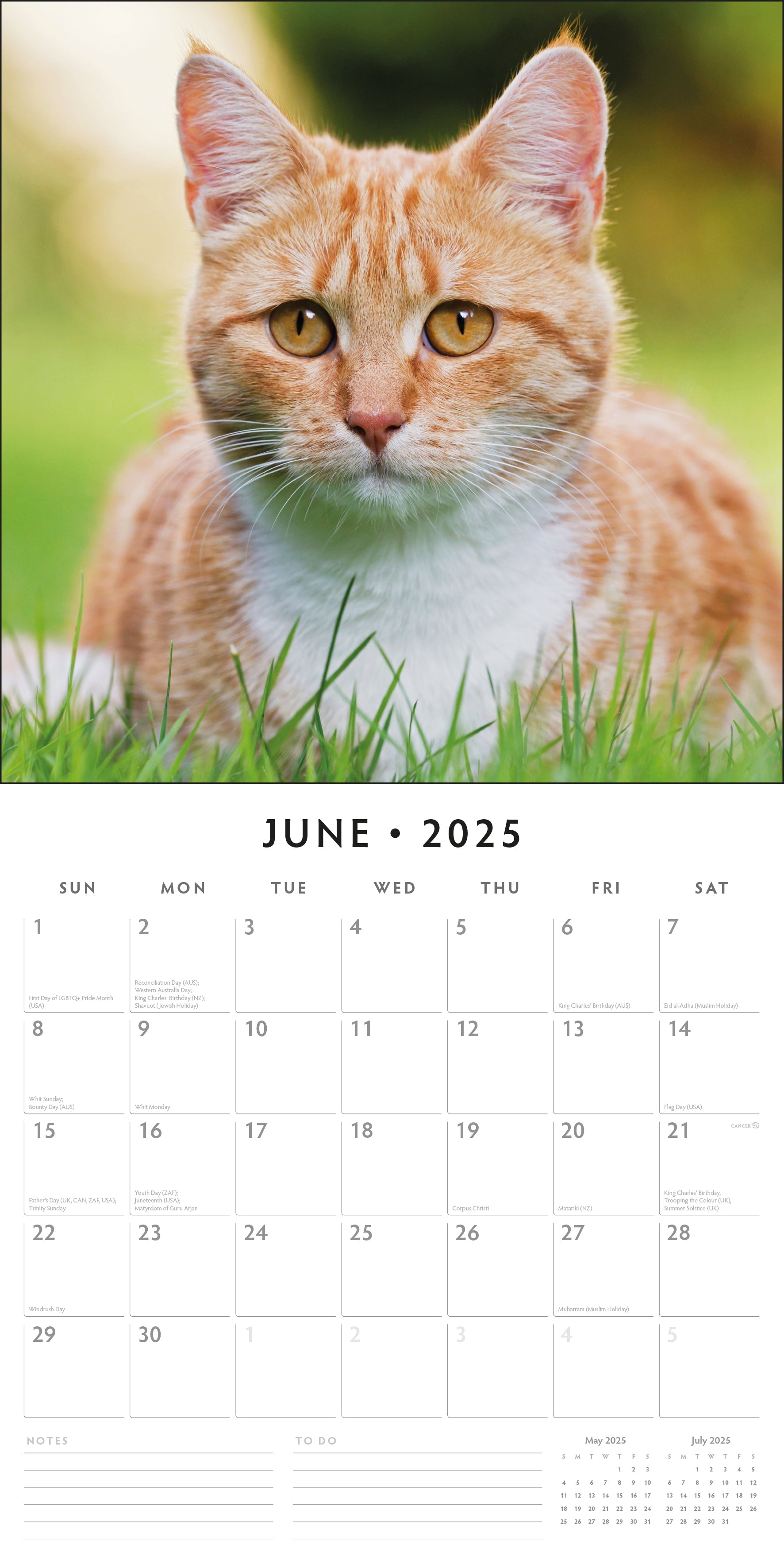 2025 Ginger Cats - Square Wall Calendar