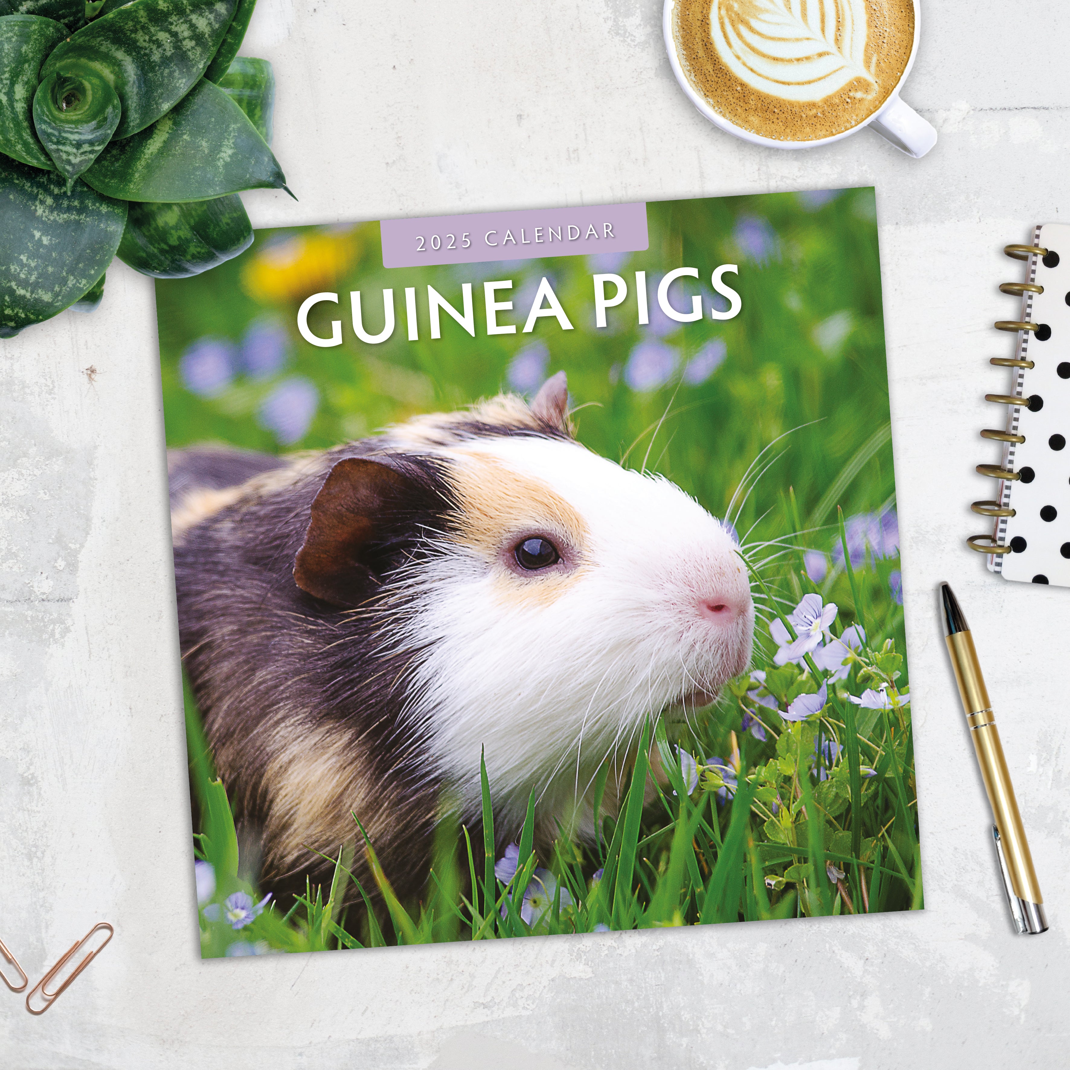 2025 Guinea Pigs - Square Wall Calendar