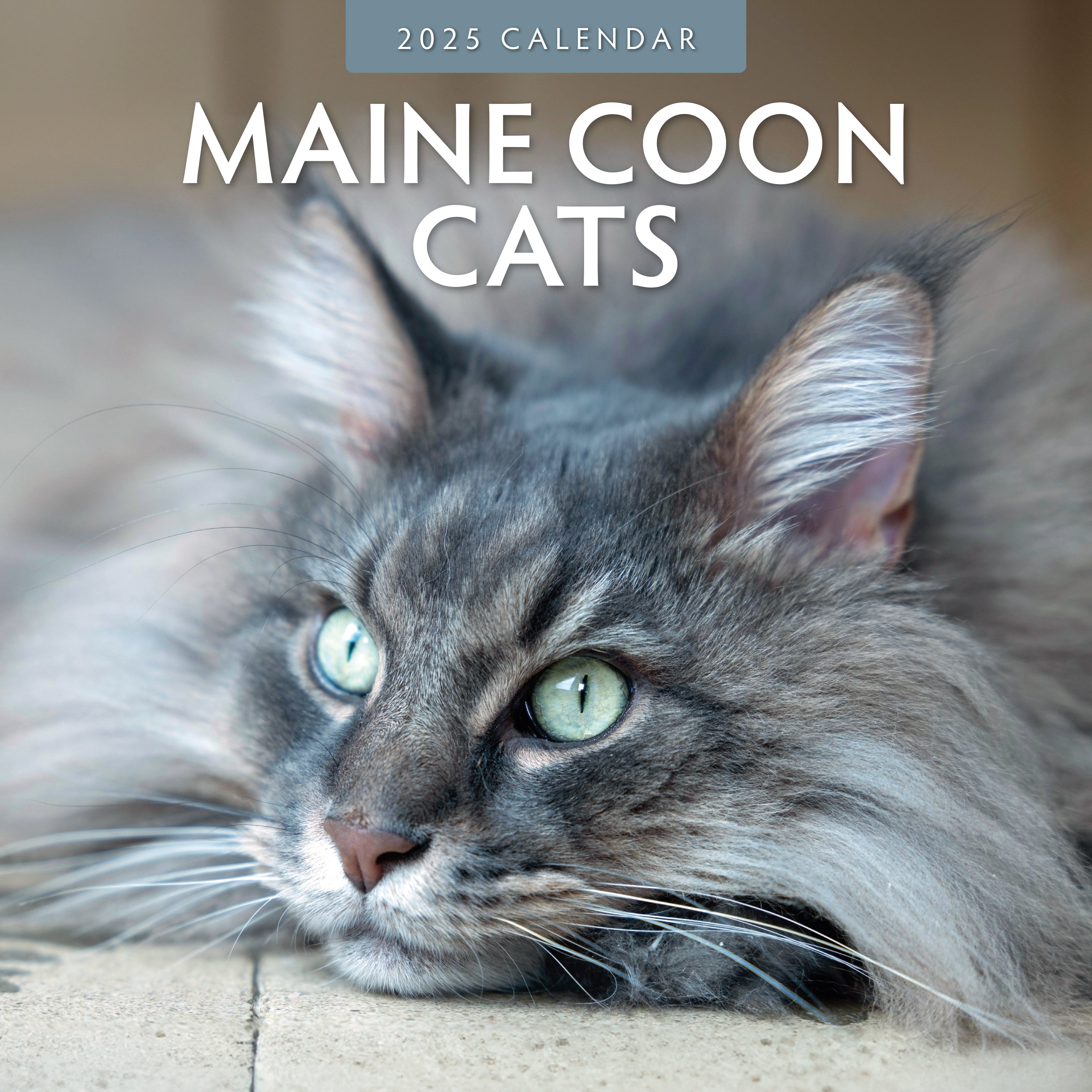 2025 Maine Coon Cats - Square Wall Calendar