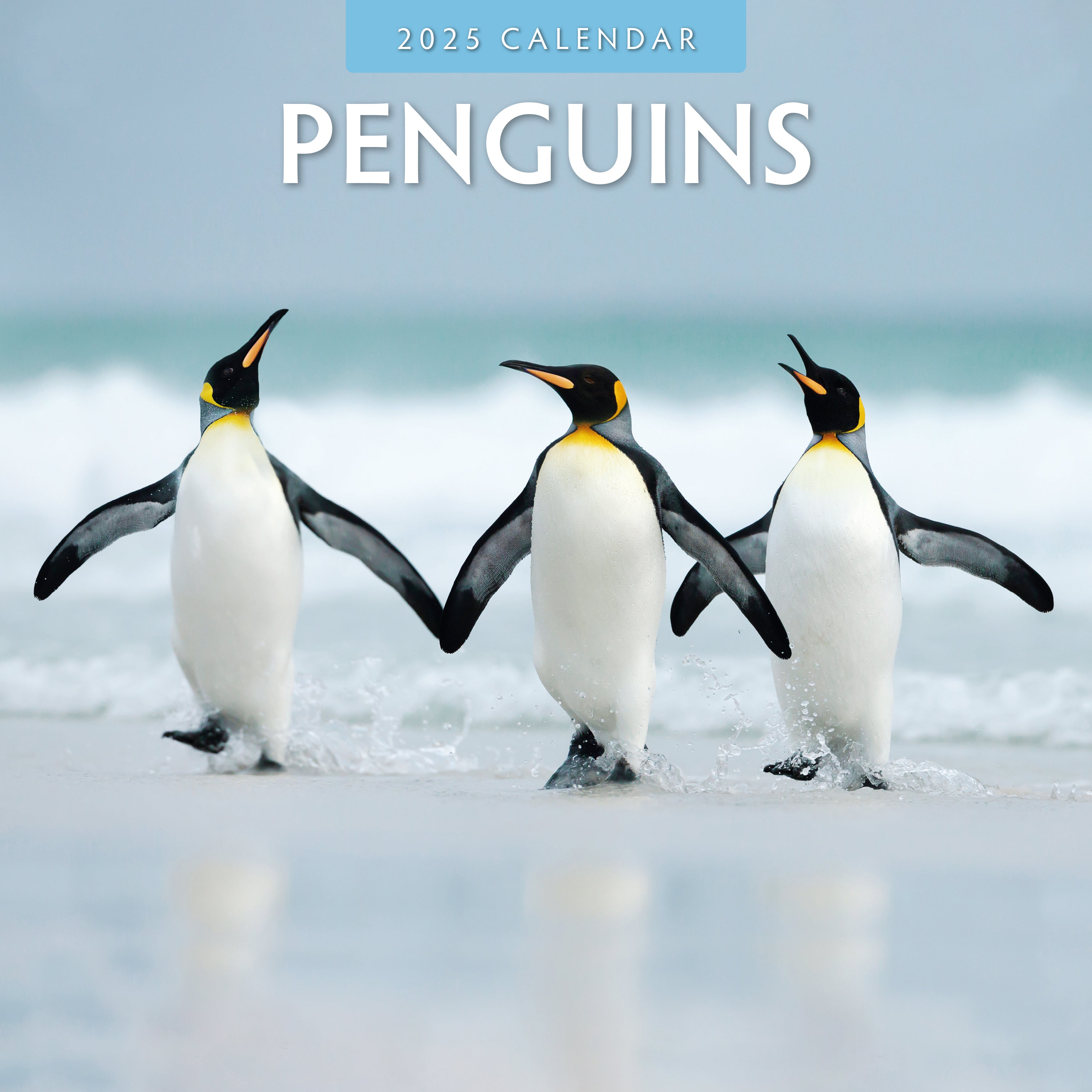 2025 Penguins - Square Wall Calendar