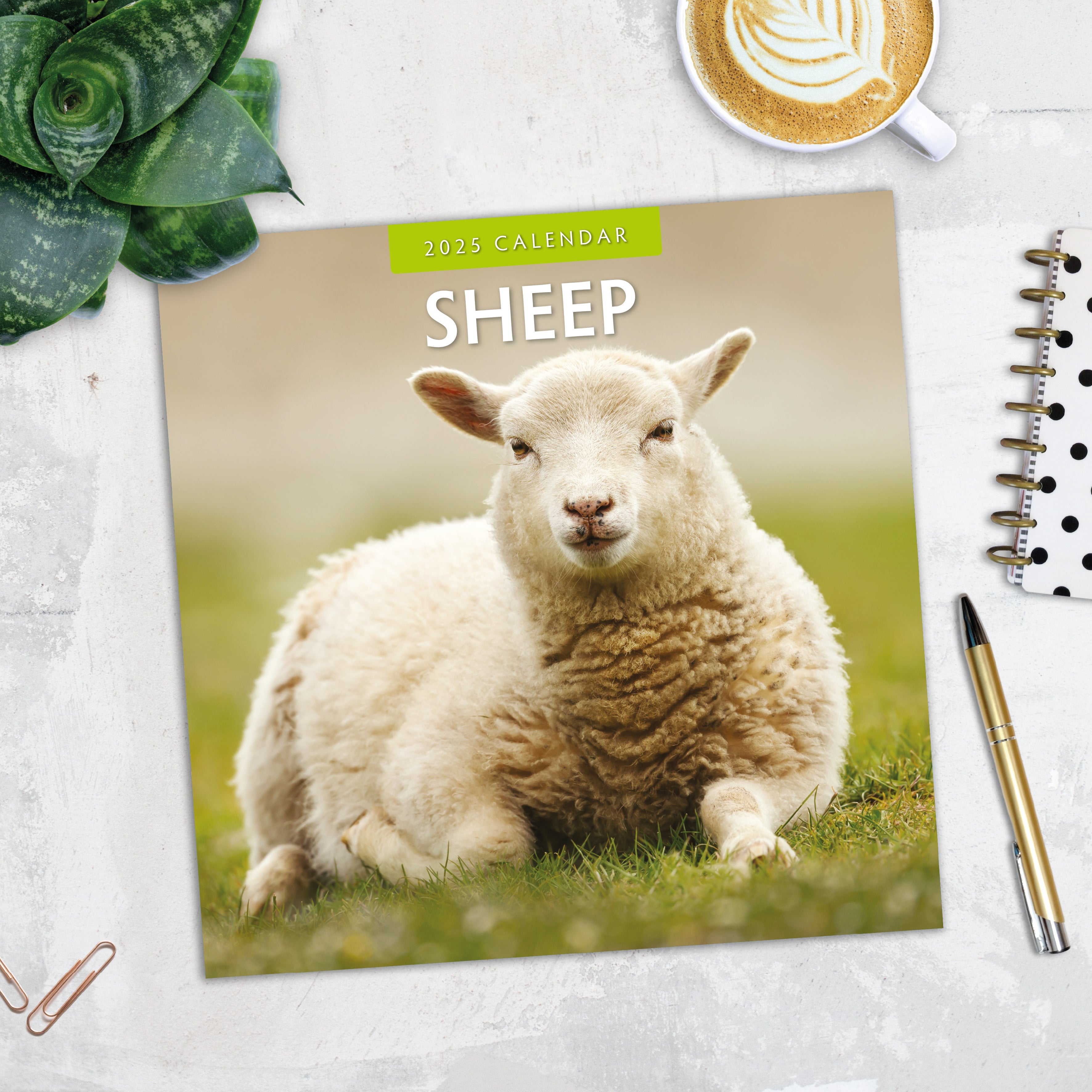 2025 Sheep - Square Wall Calendar