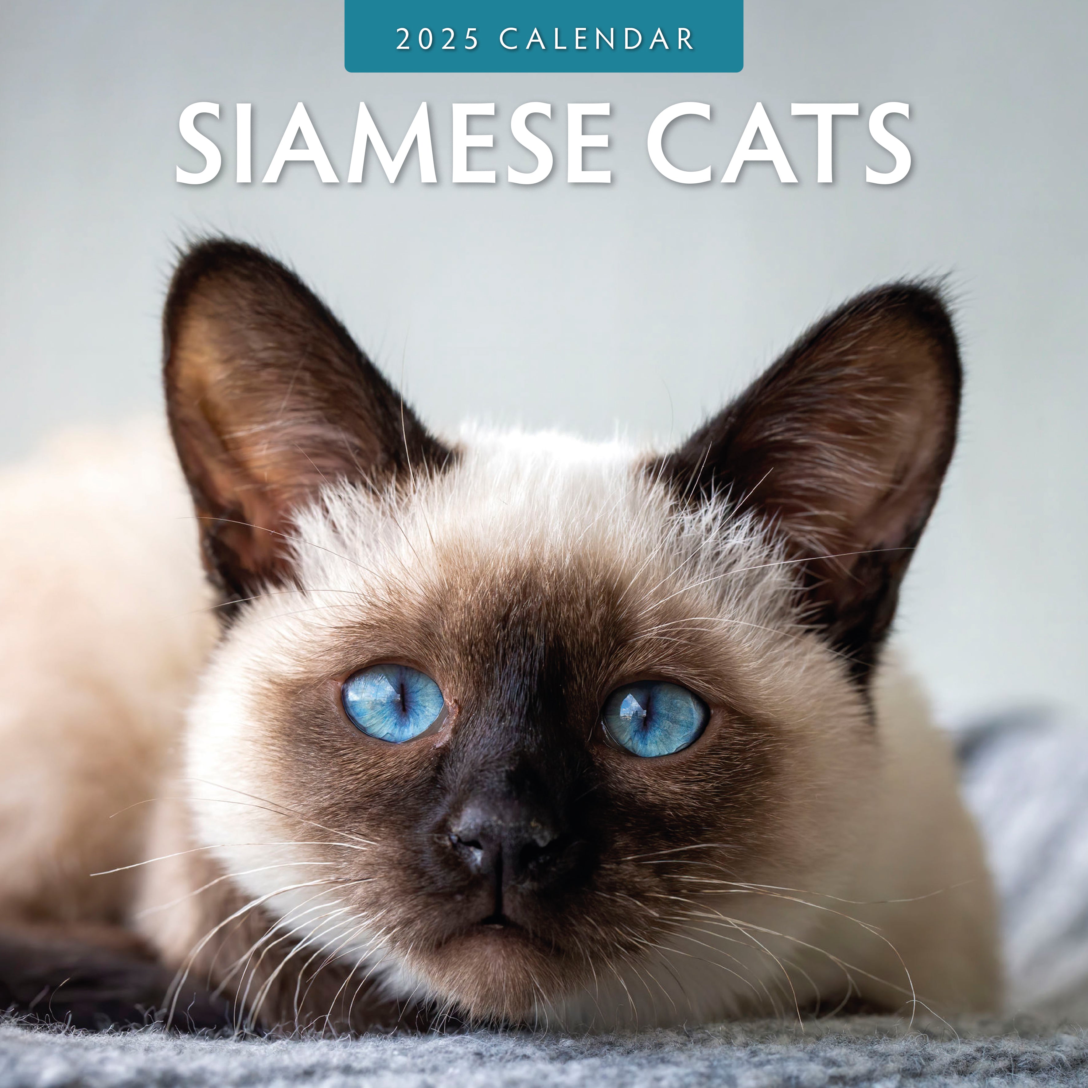 2025 Siamese Cats - Square Wall Calendar