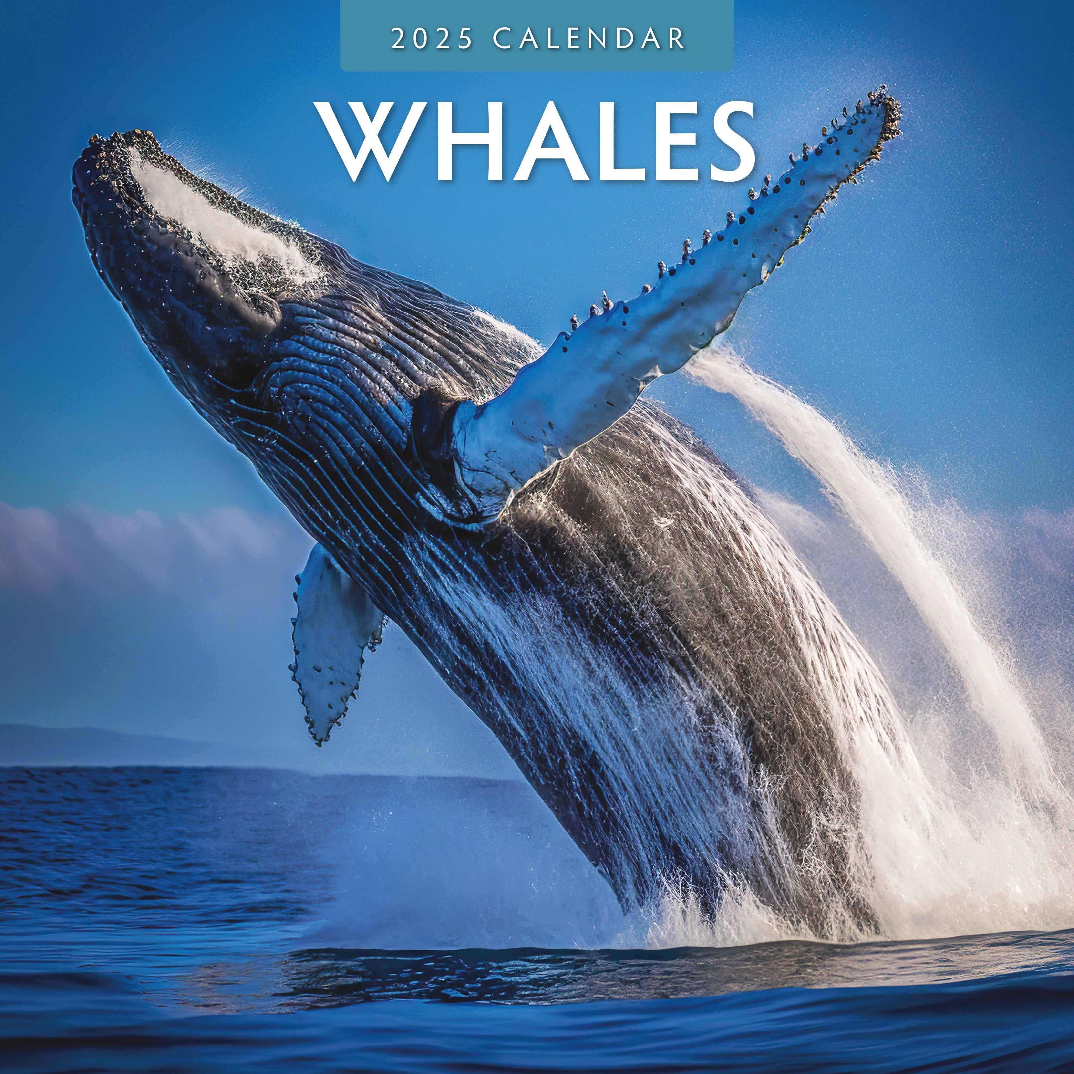 2025 Whales - Square Wall Calendar