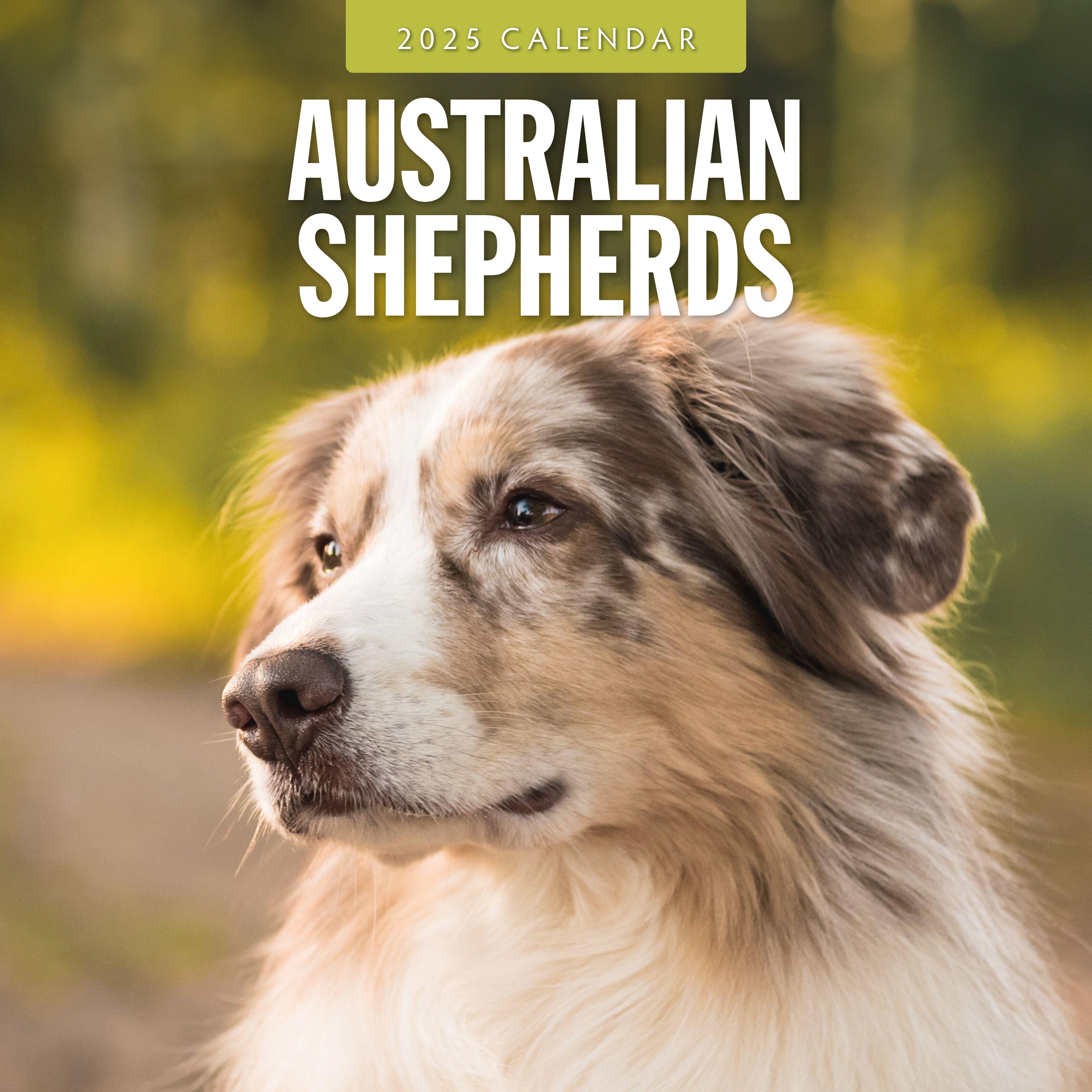 2025 Australian Shepherds - Square Wall Calendar