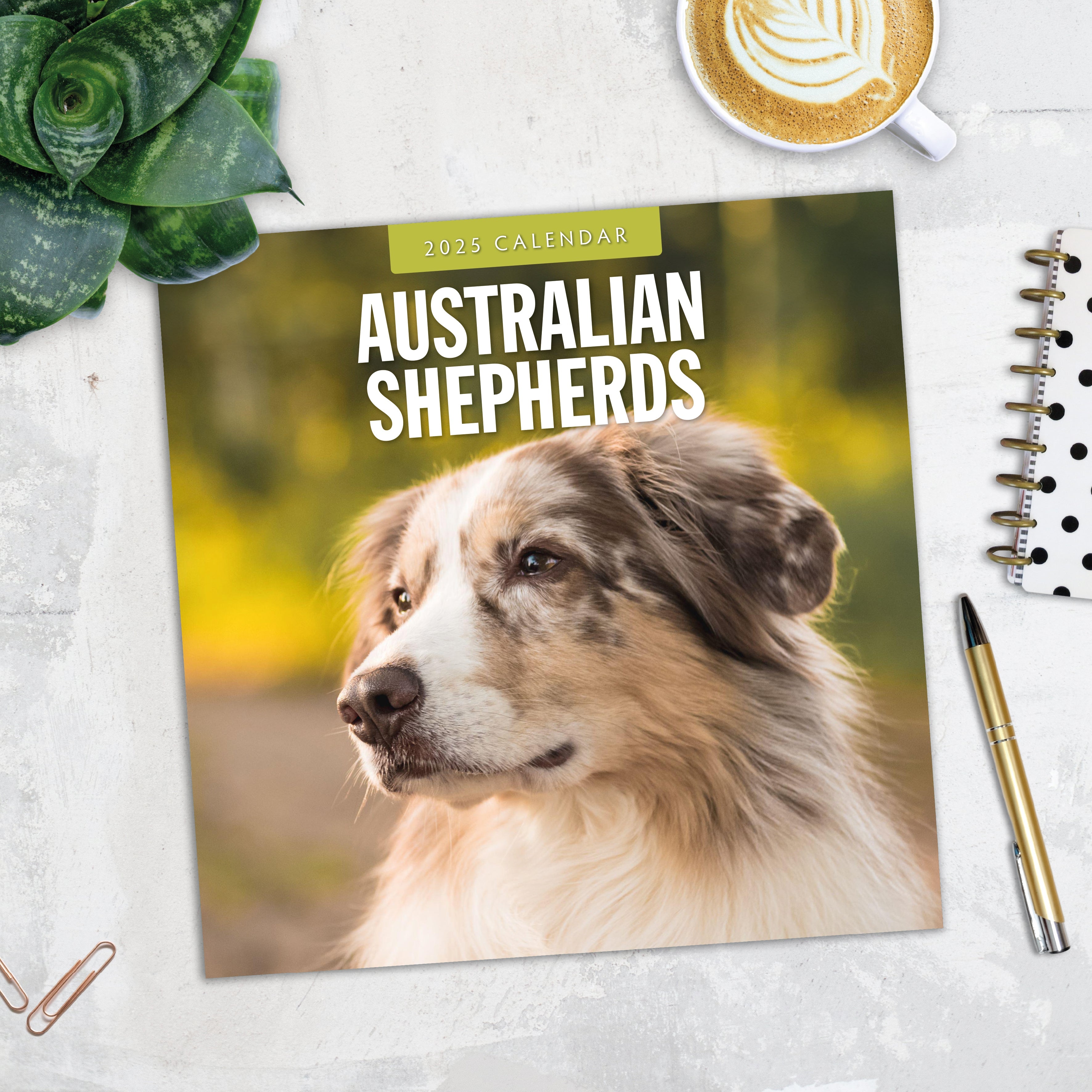 2025 Australian Shepherds - Square Wall Calendar