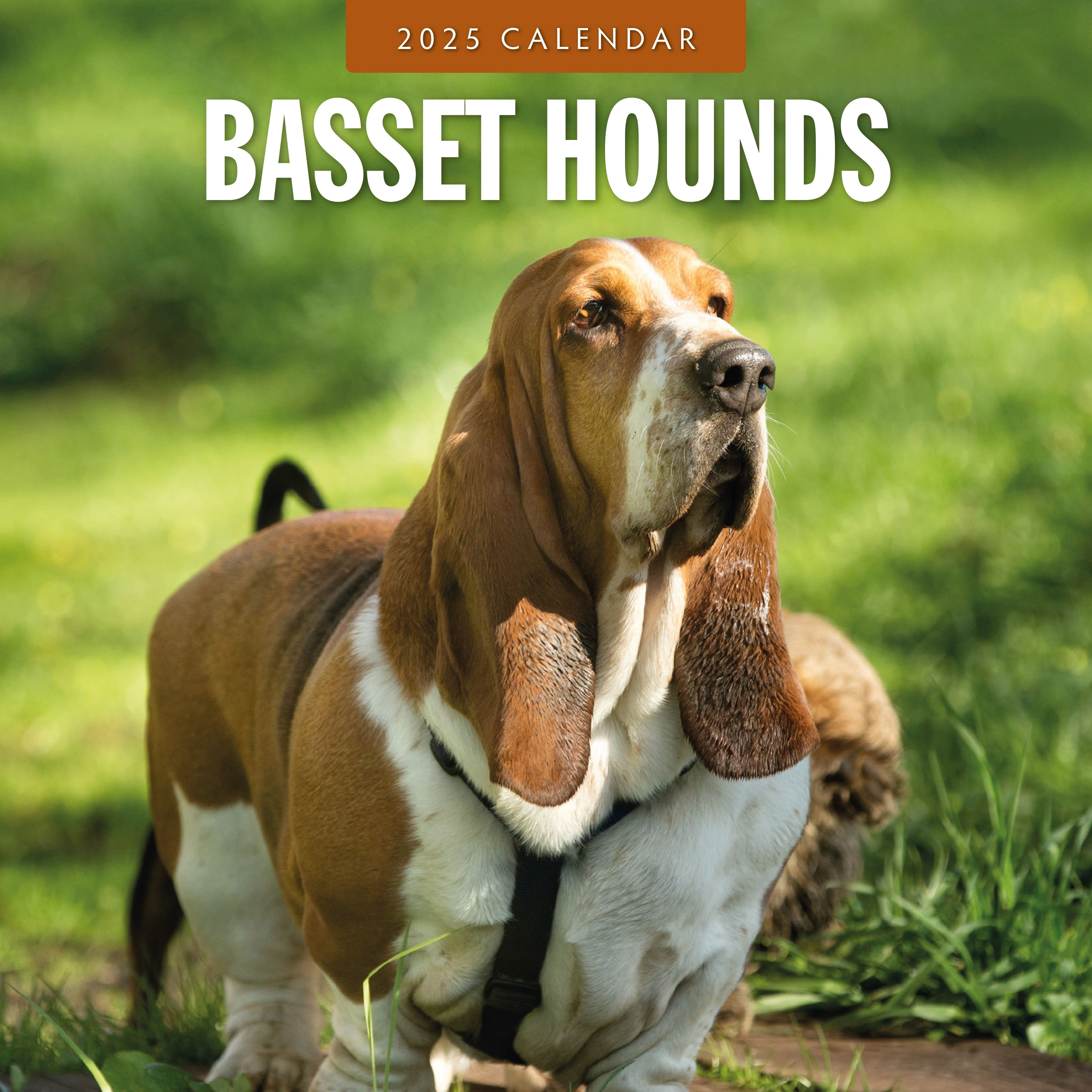 2025 Basset Hounds - Square Wall Calendar