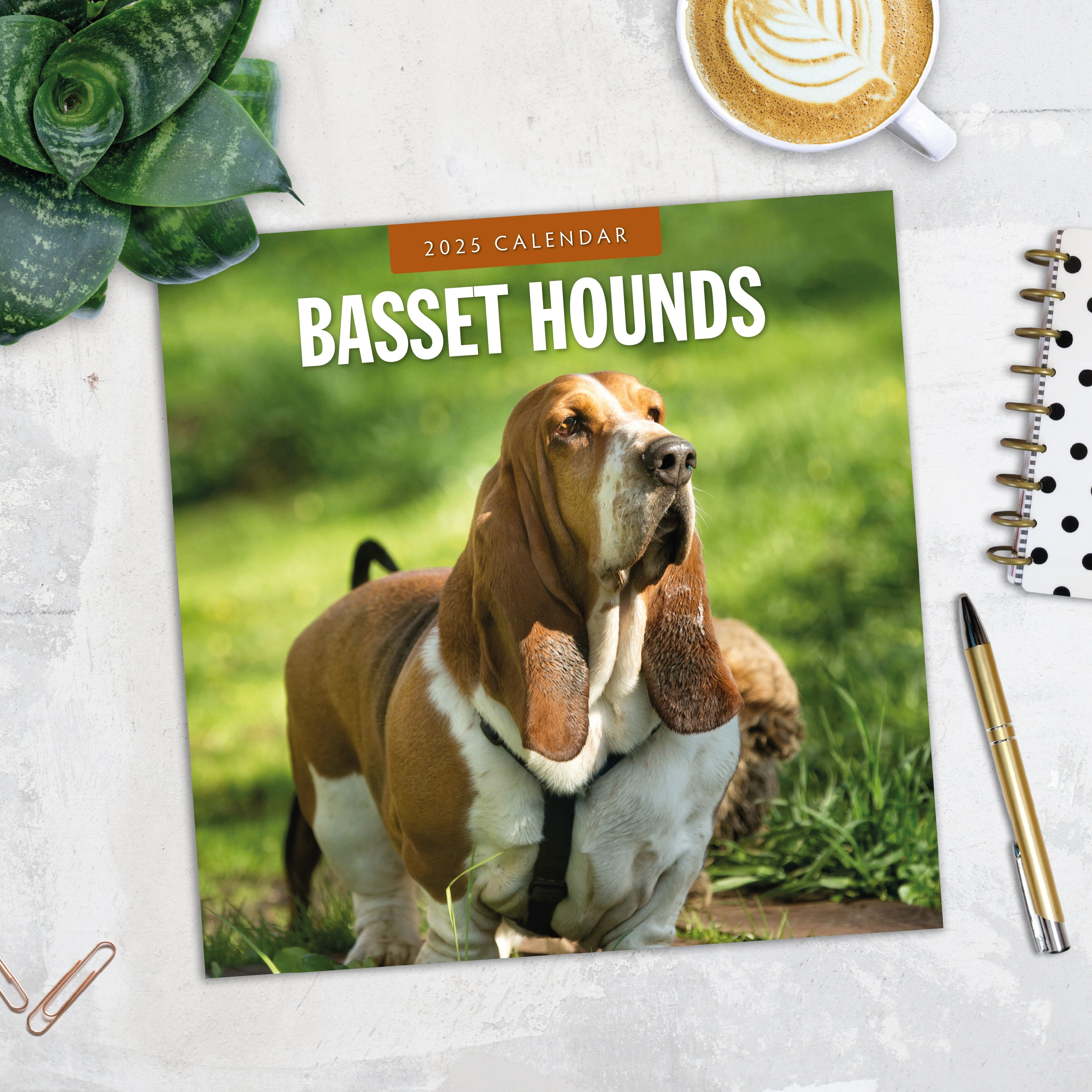 2025 Basset Hounds - Square Wall Calendar