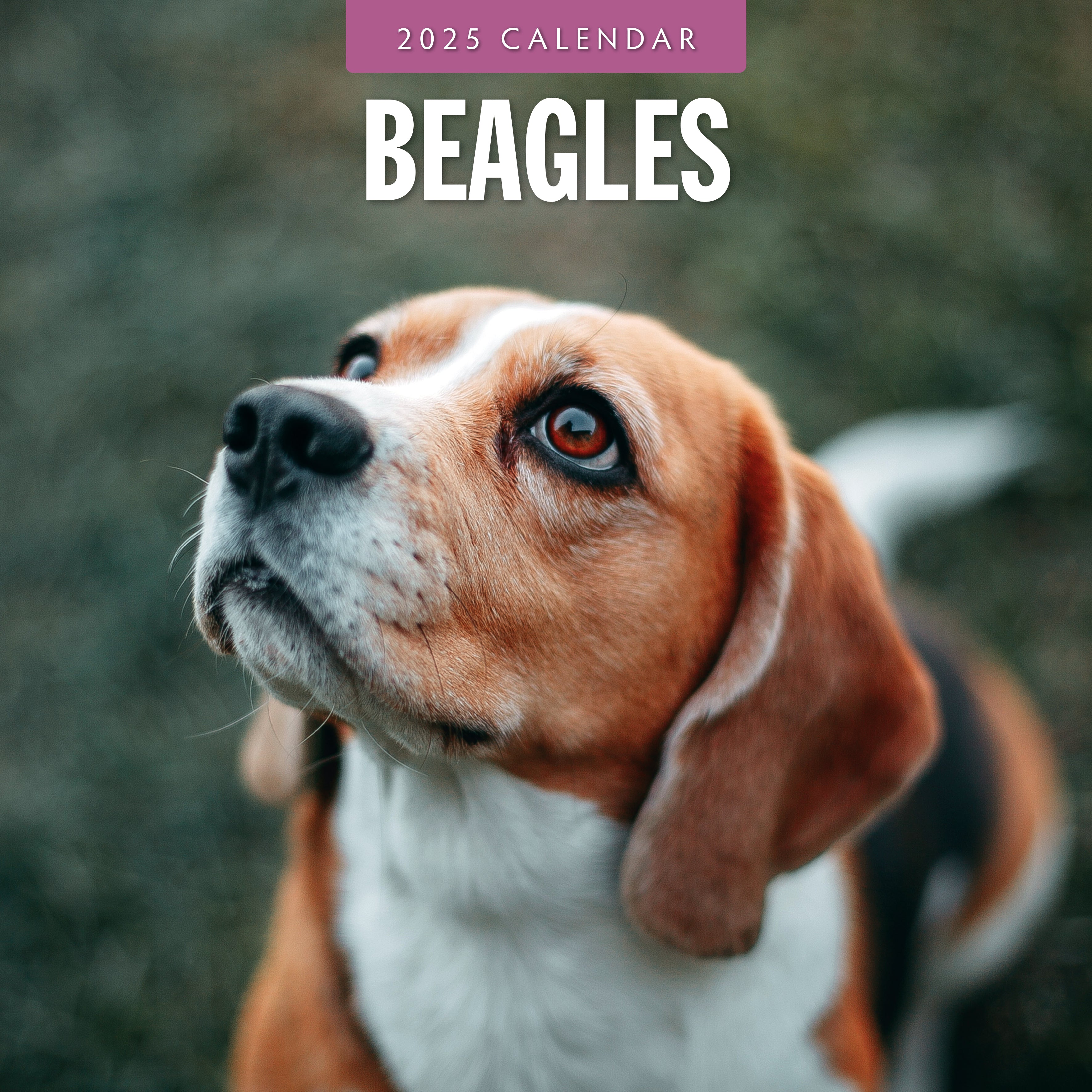 2025 Beagles - Square Wall Calendar