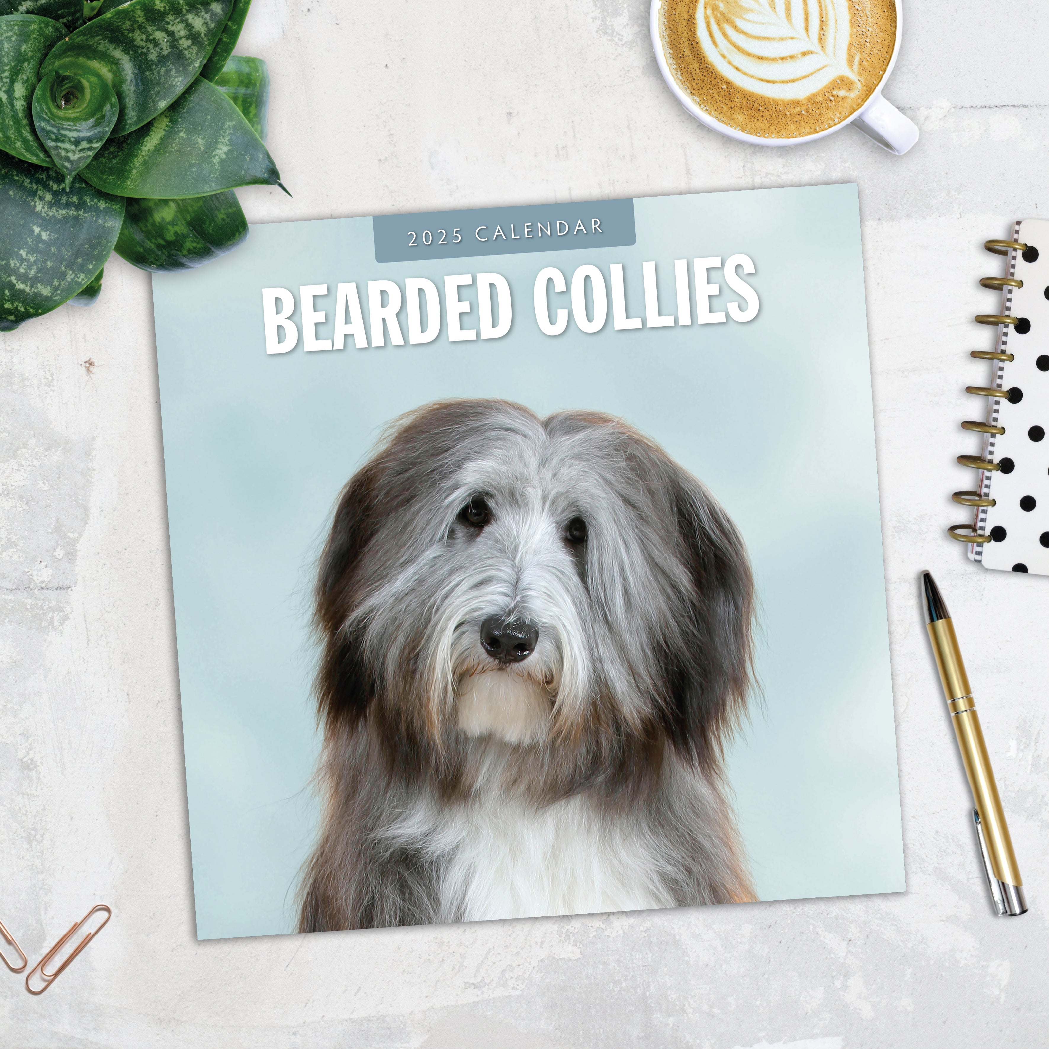 2025 Bearded Collies - Square Wall Calendar