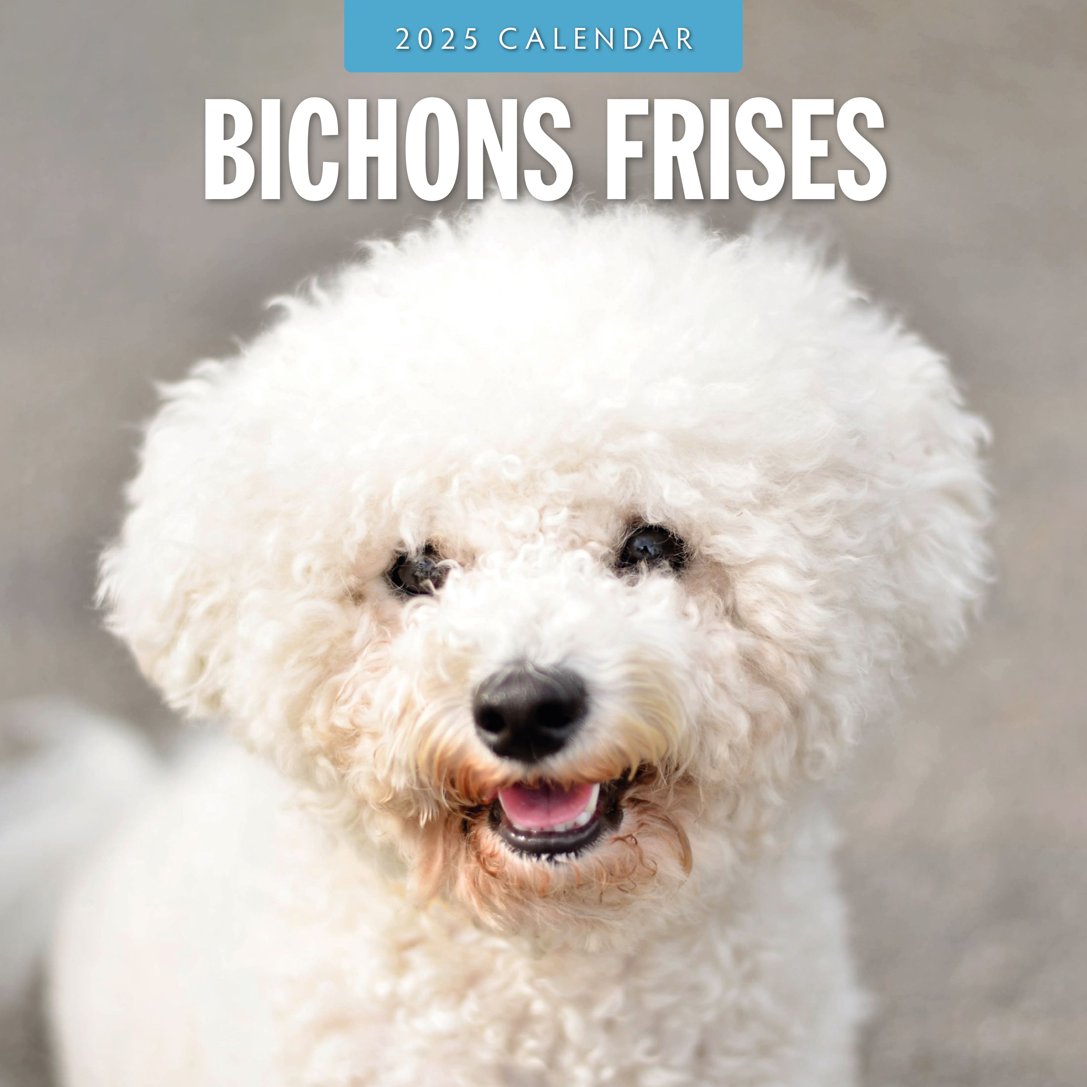 2025 Bichons Frises - Square Wall Calendar