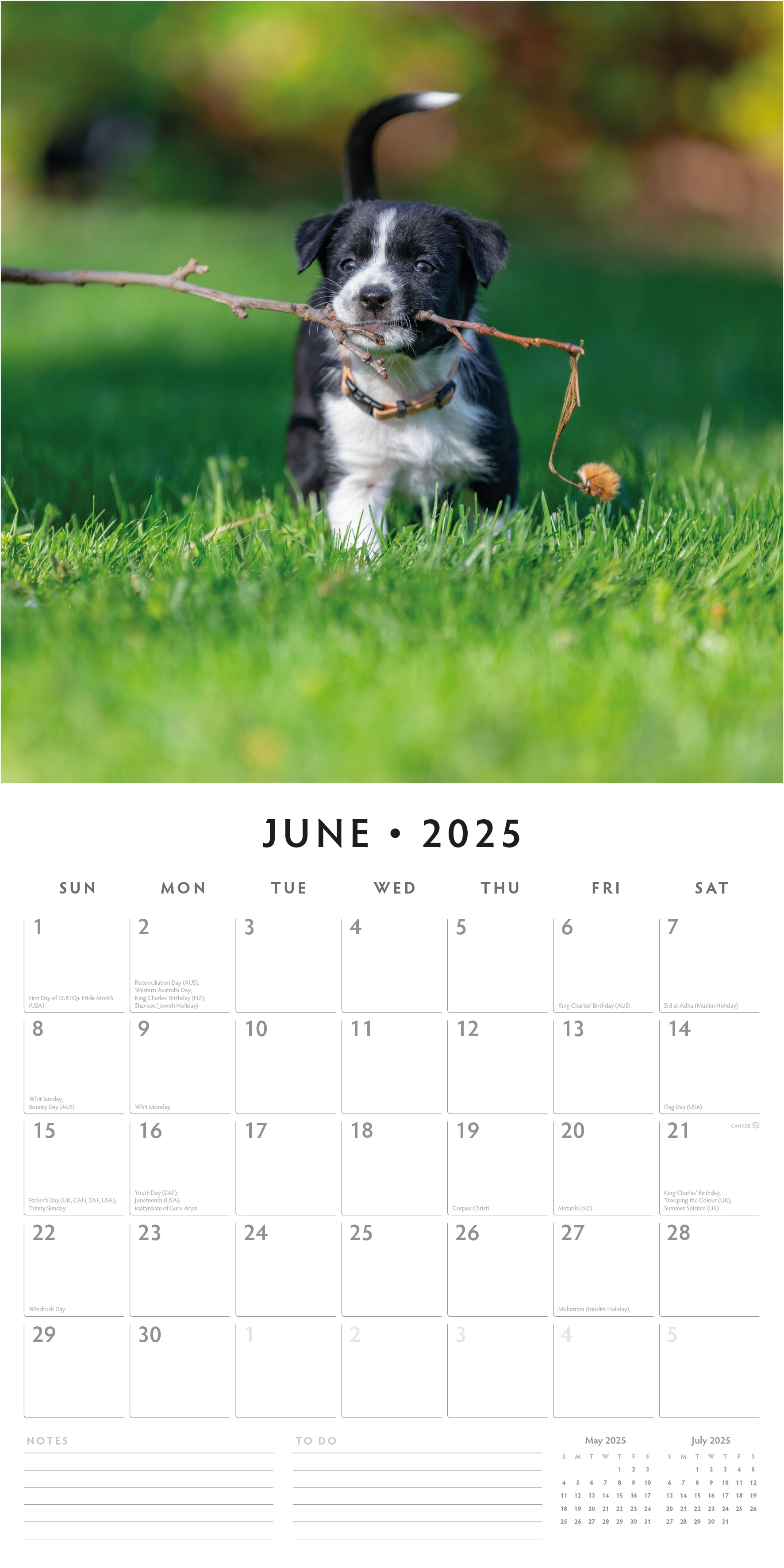 2025 Border Collie Puppies - Square Wall Calendar