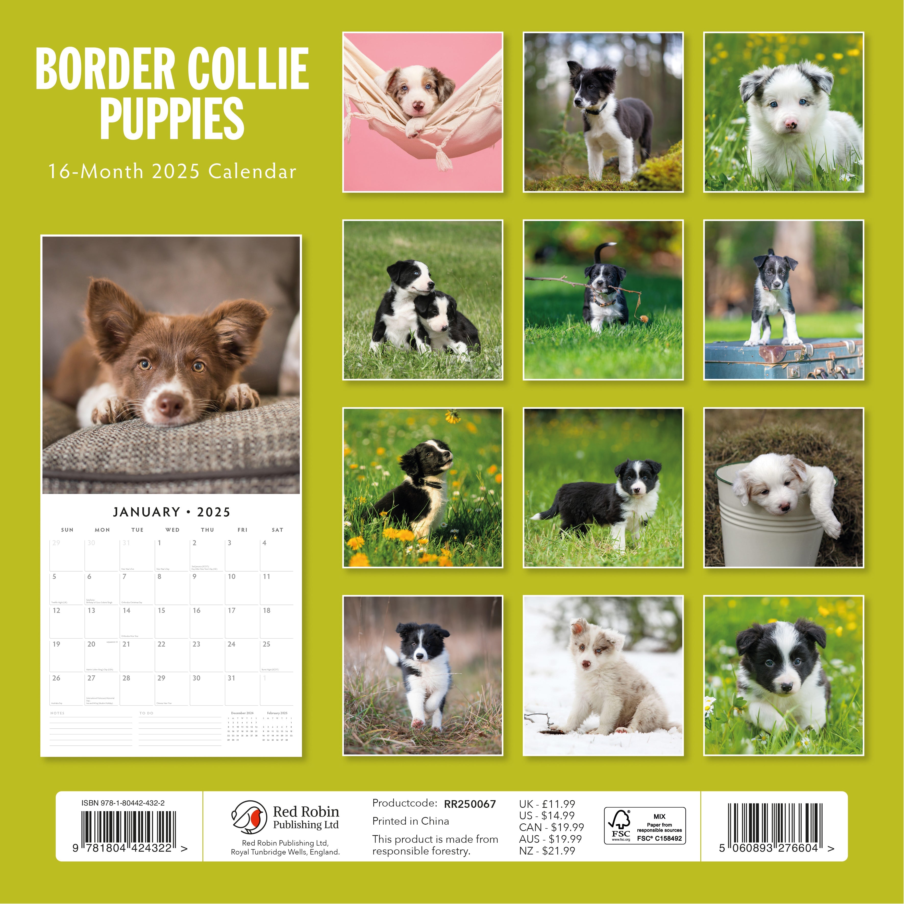 2025 Border Collie Puppies - Square Wall Calendar