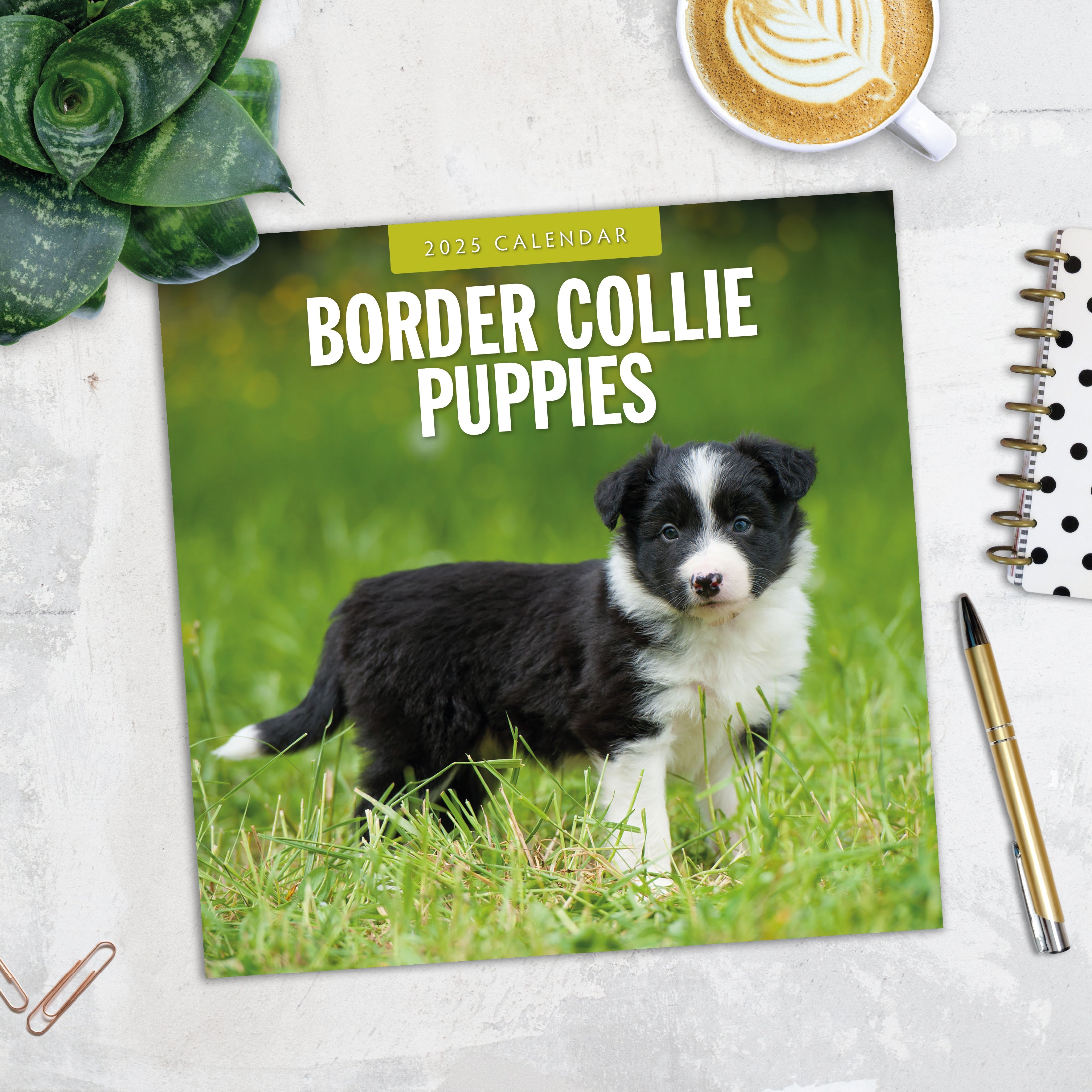 2025 Border Collie Puppies - Square Wall Calendar