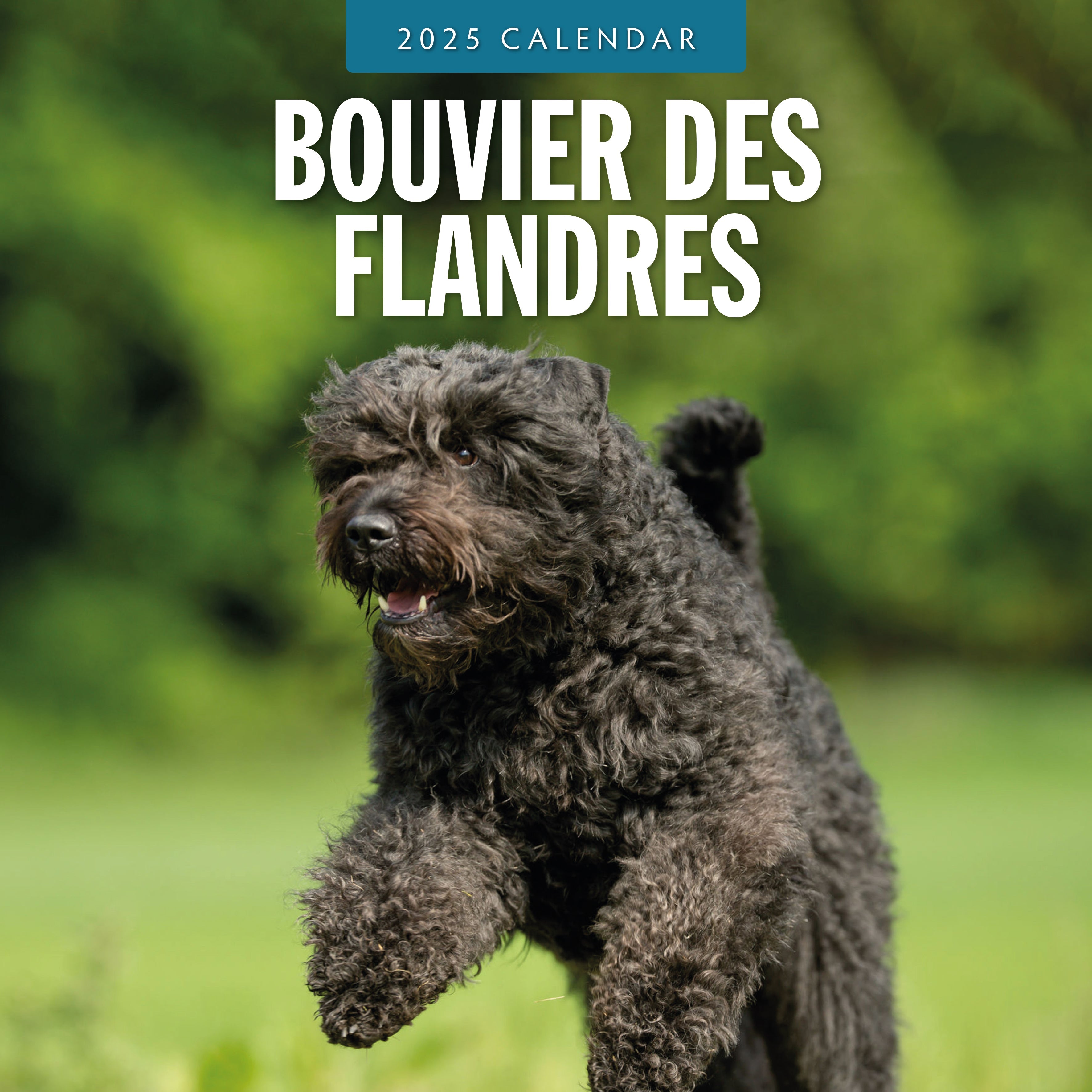 2025 Bouvier des Flandres - Square Wall Calendar