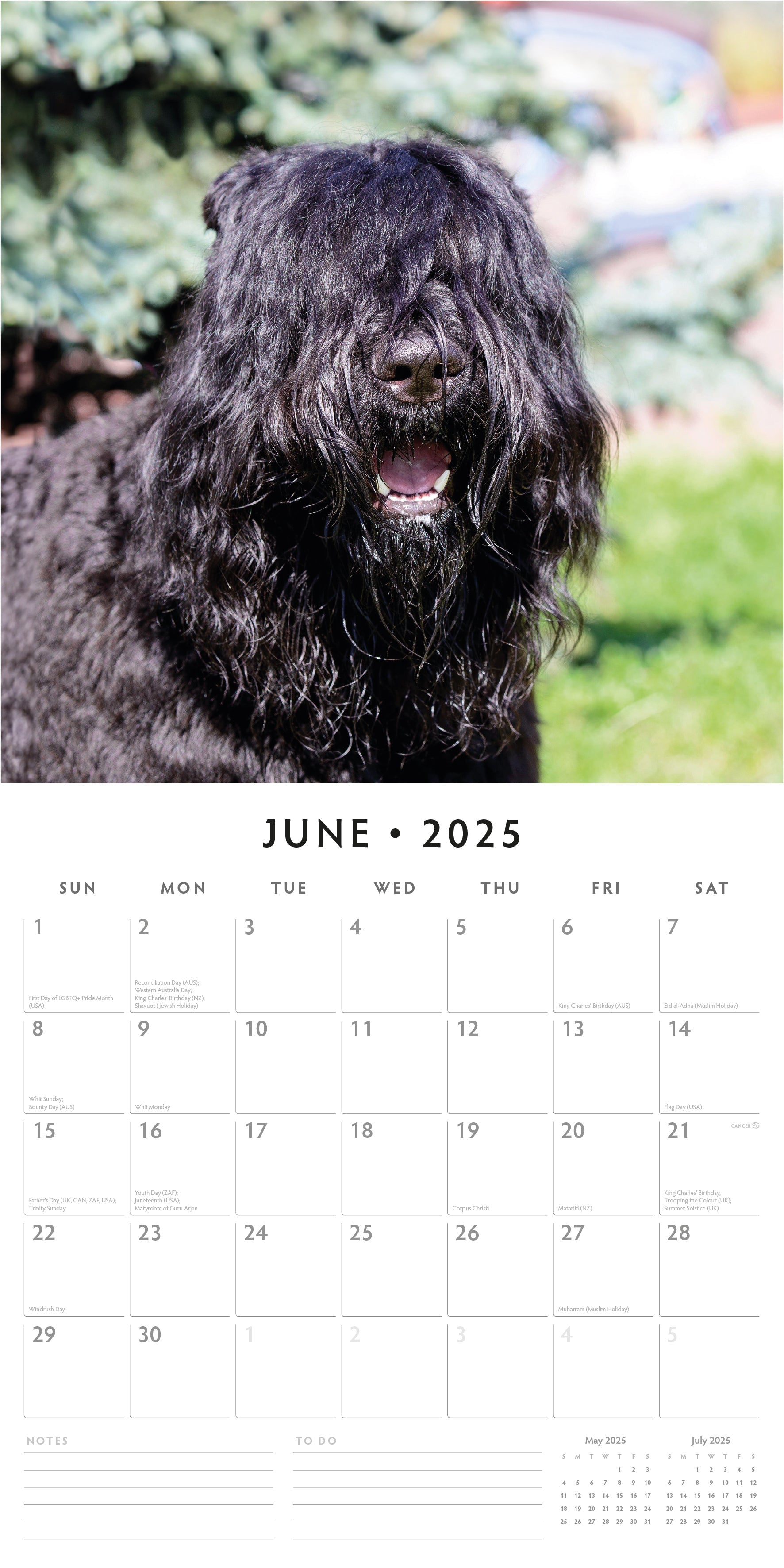 2025 Bouvier des Flandres - Square Wall Calendar