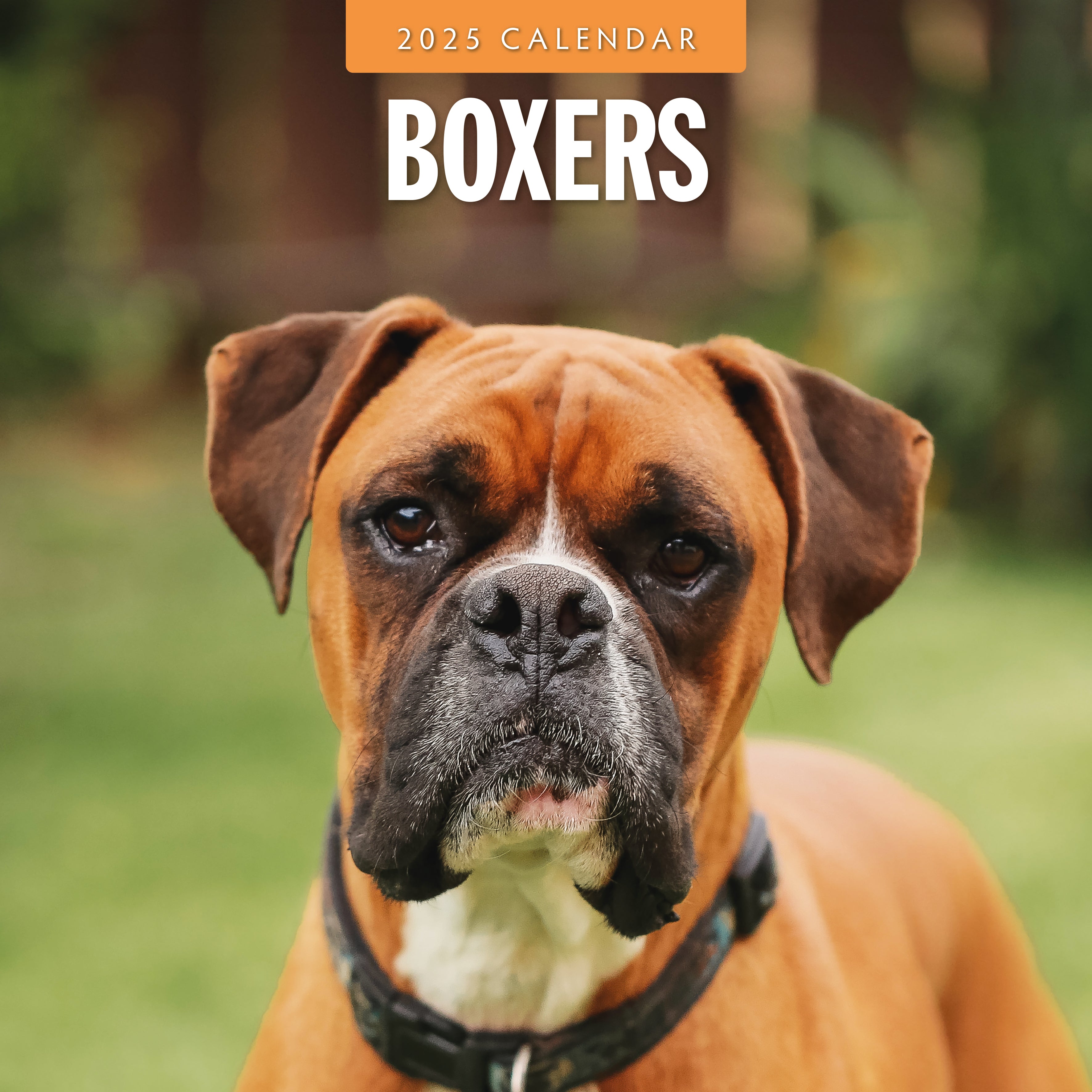 2025 Boxers - Square Wall Calendar