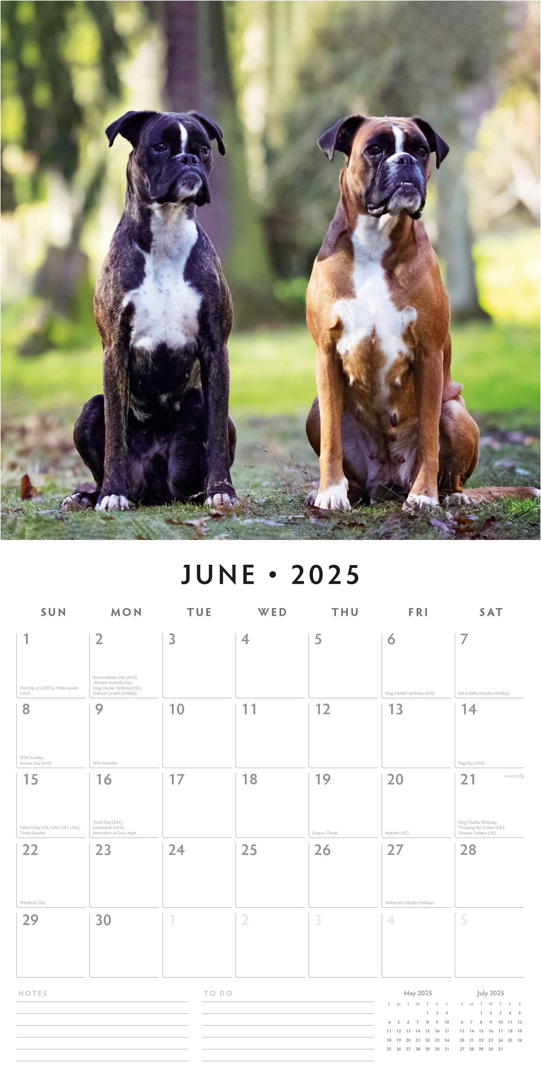 2025 Boxers - Square Wall Calendar