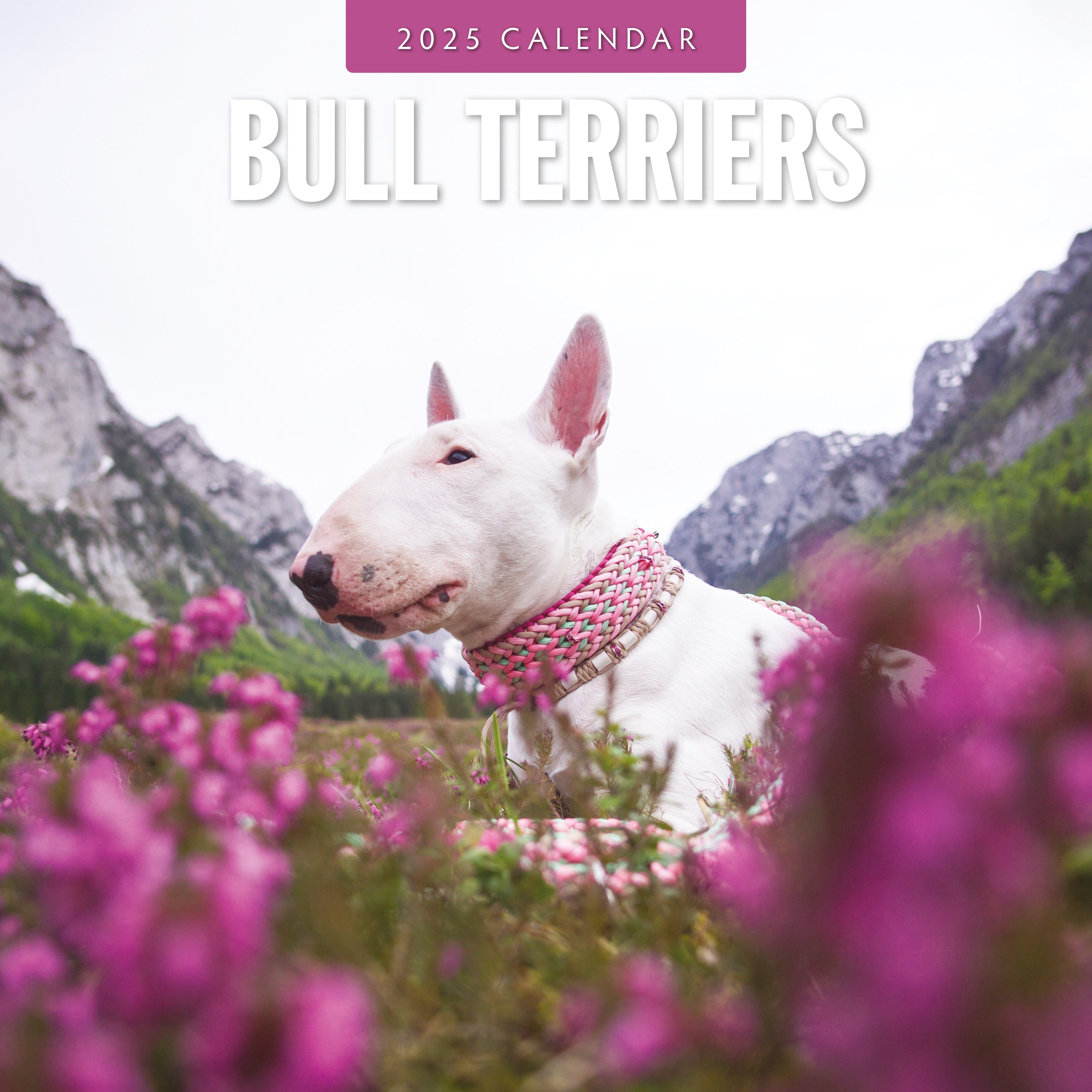 2025 Bull Terriers - Square Wall Calendar