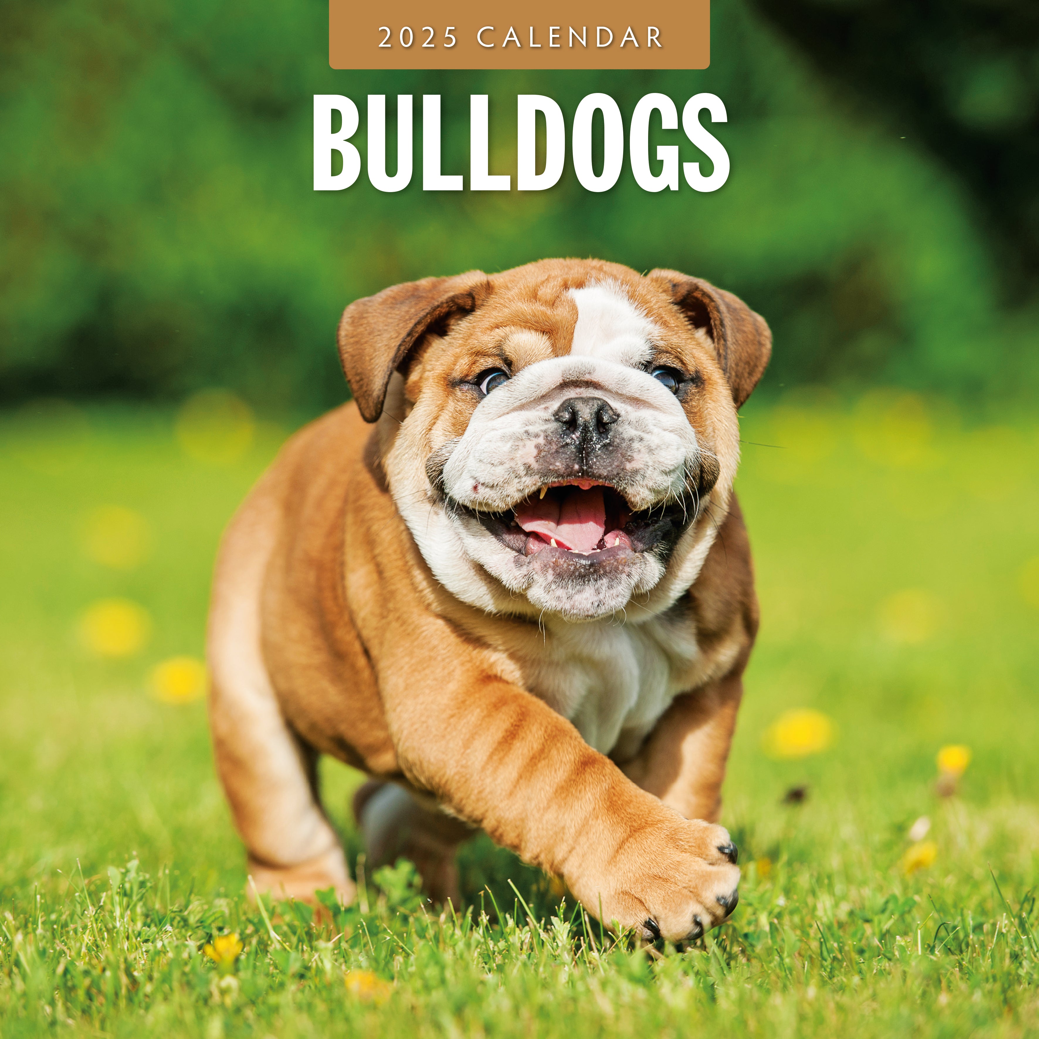 2025 Bulldogs - Square Wall Calendar