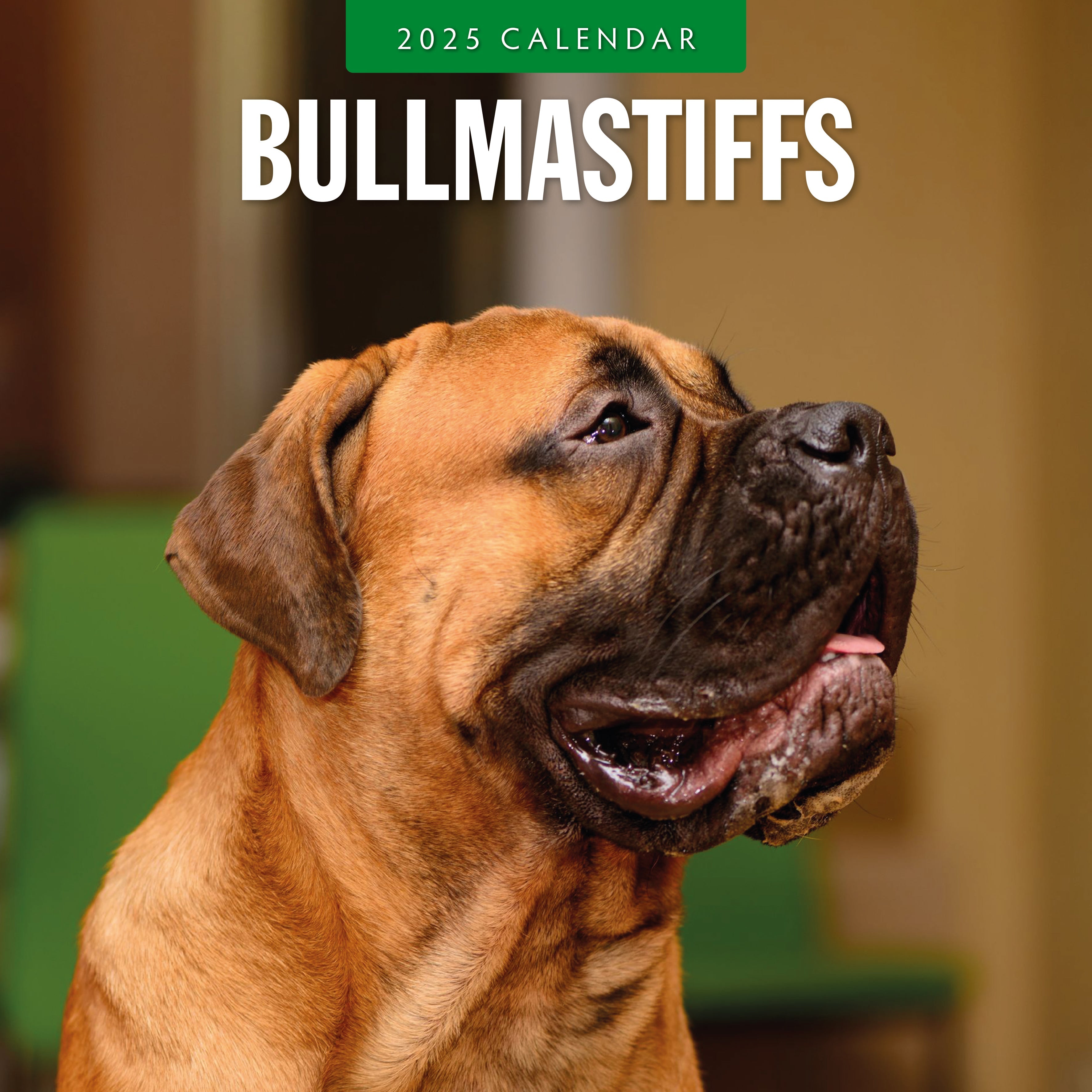 2025 Bullmastiffs - Square Wall Calendar