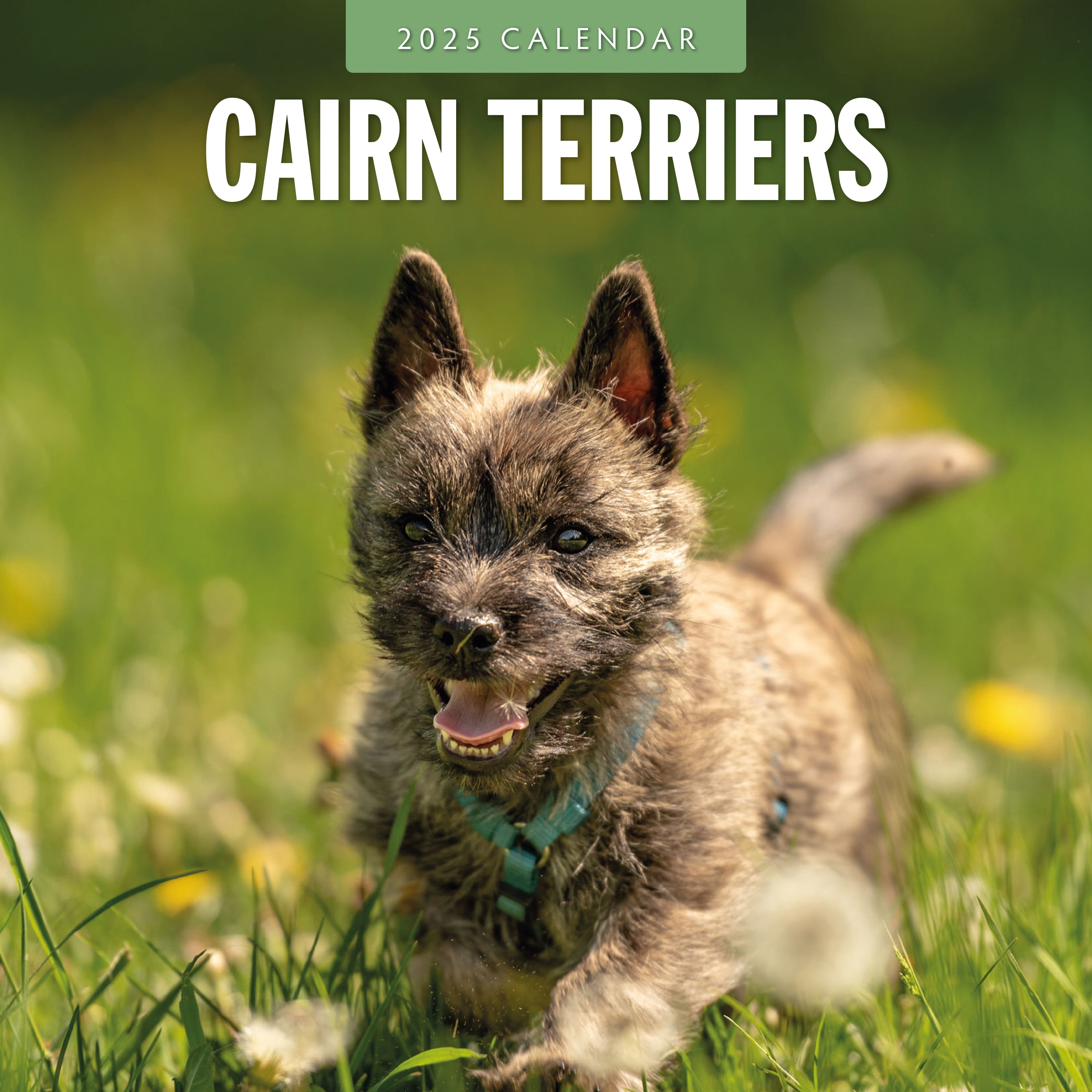 2025 Cairn Terriers - Square Wall Calendar