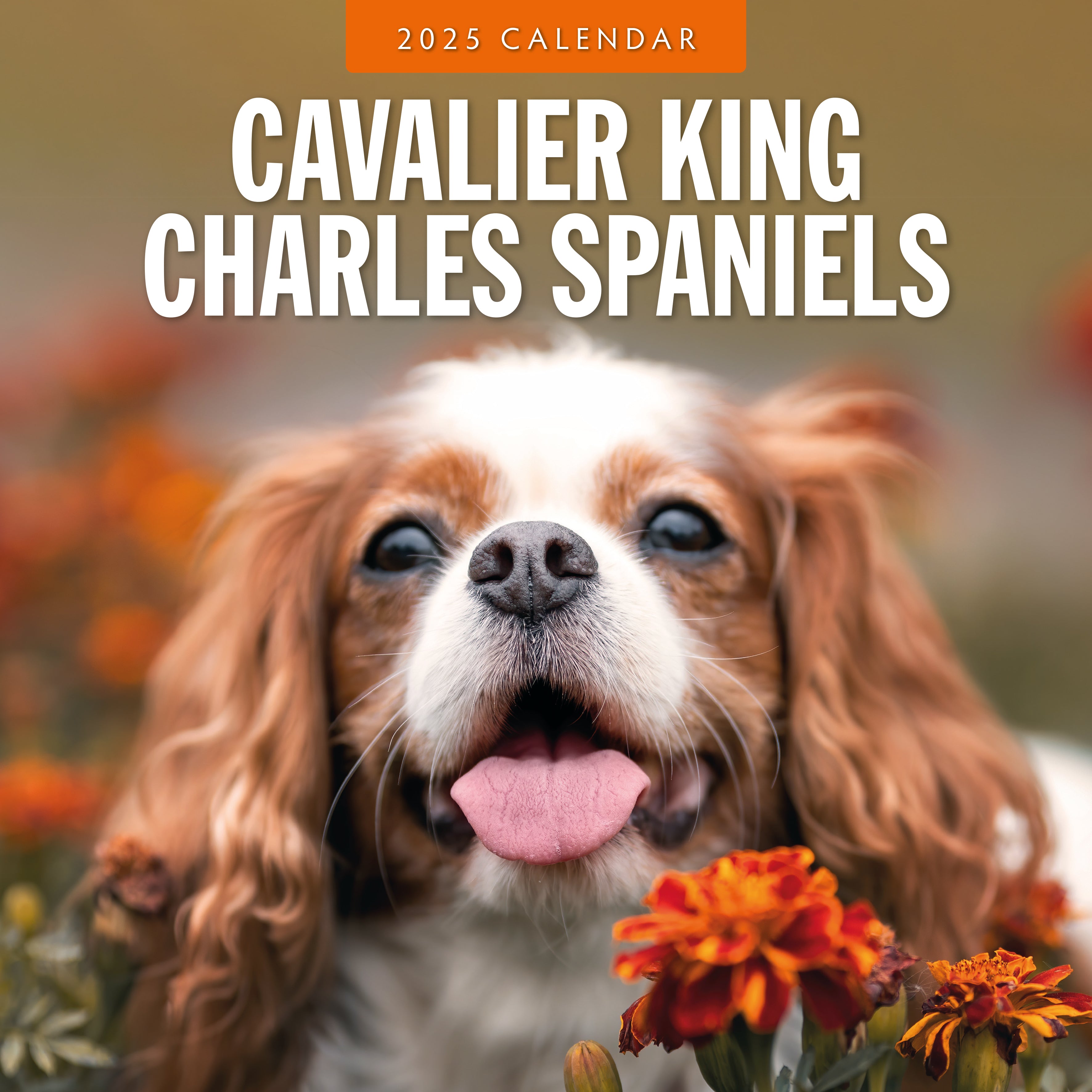 2025 Cavalier King Charles Spaniels - Square Wall Calendar