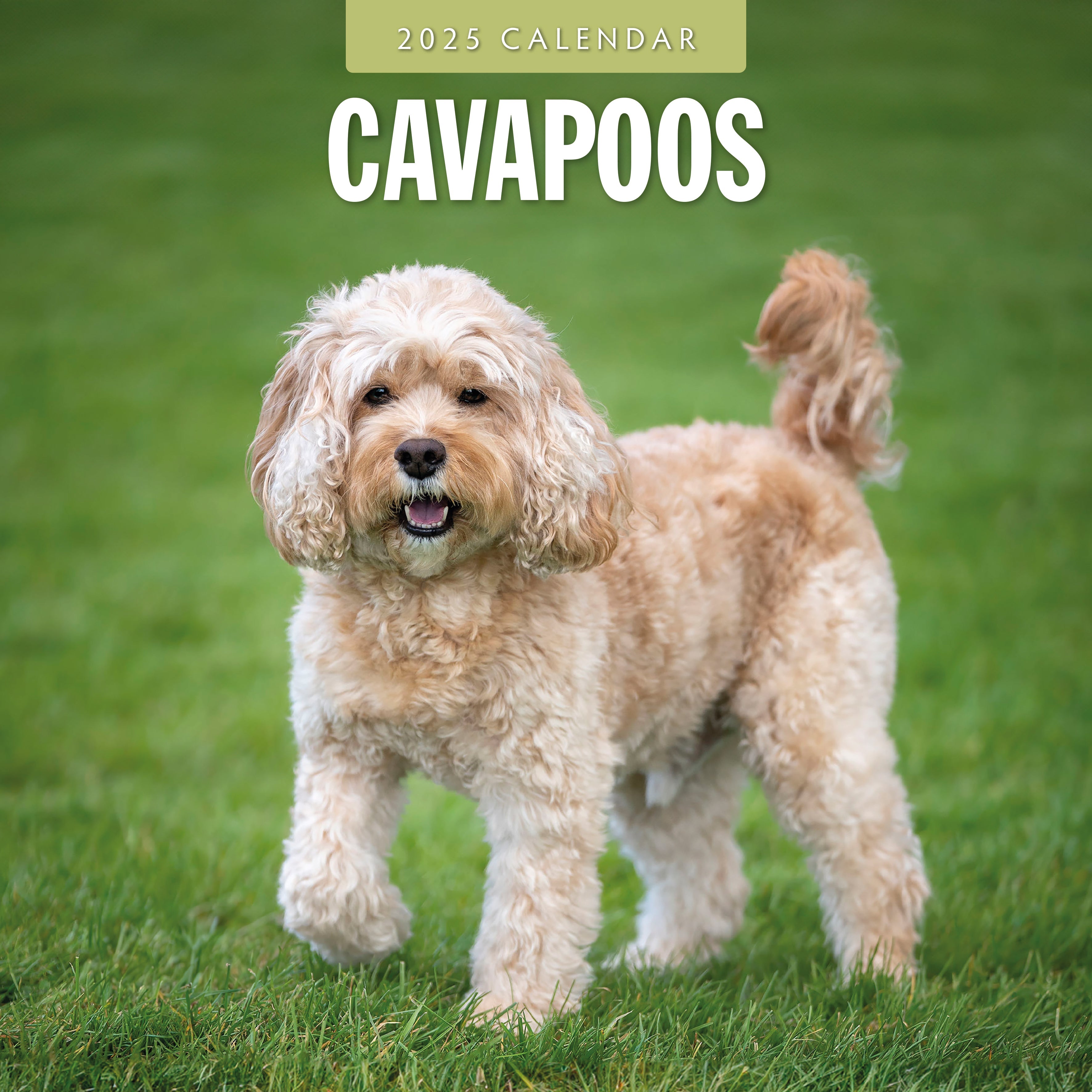 2025 Cavapoos - Square Wall Calendar