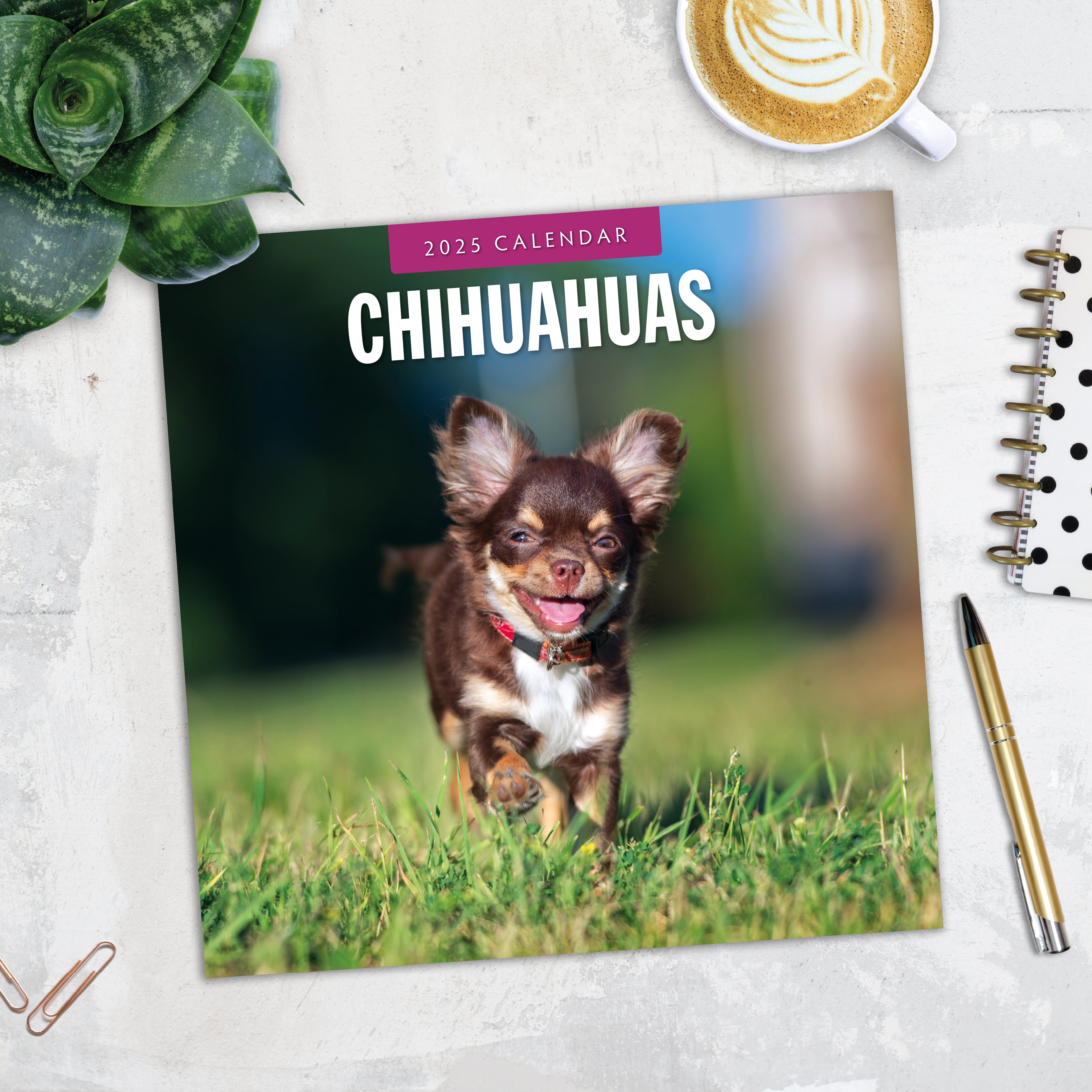 2025 Chihuahuas - Square Wall Calendar