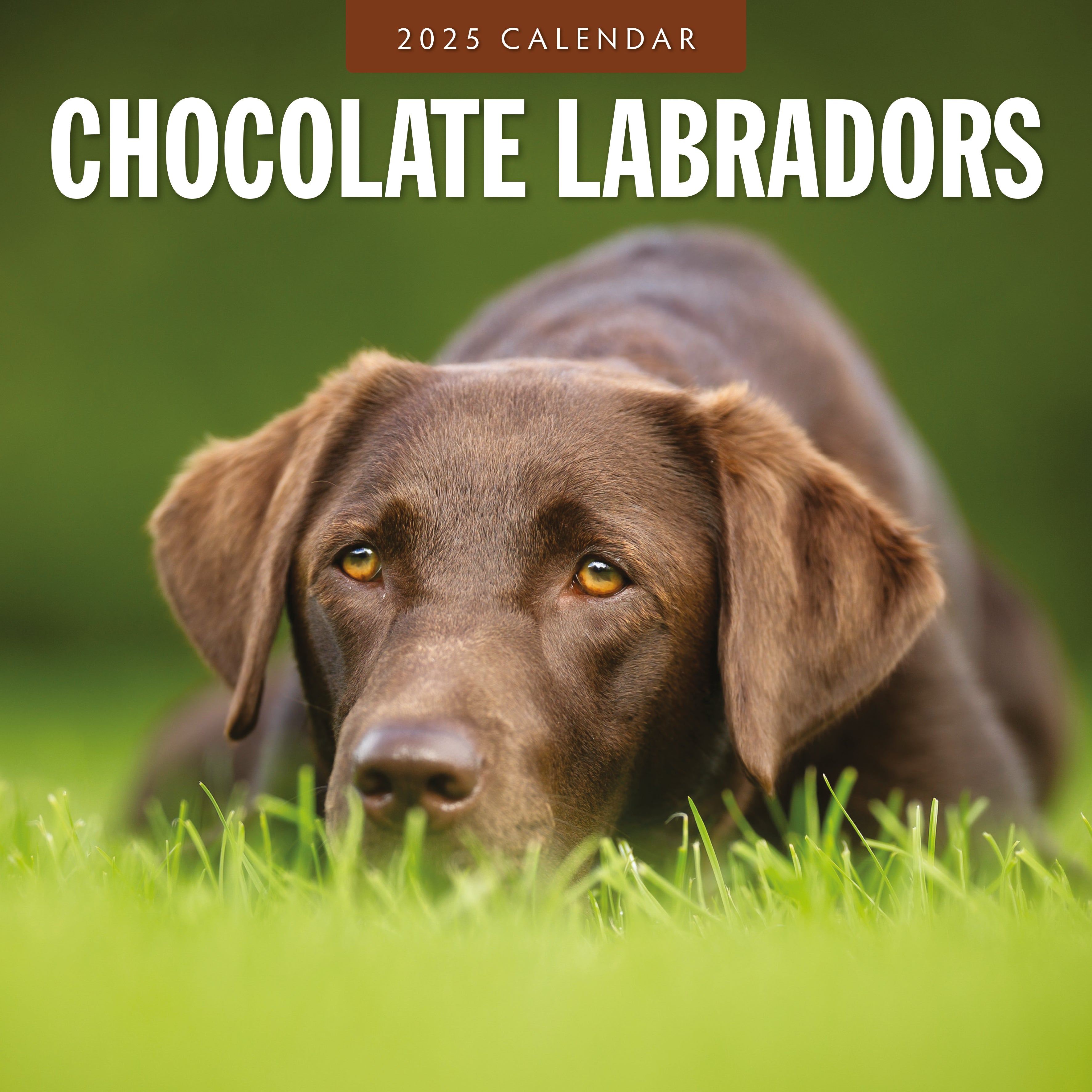 2025 Chocolate Labradors - Square Wall Calendar