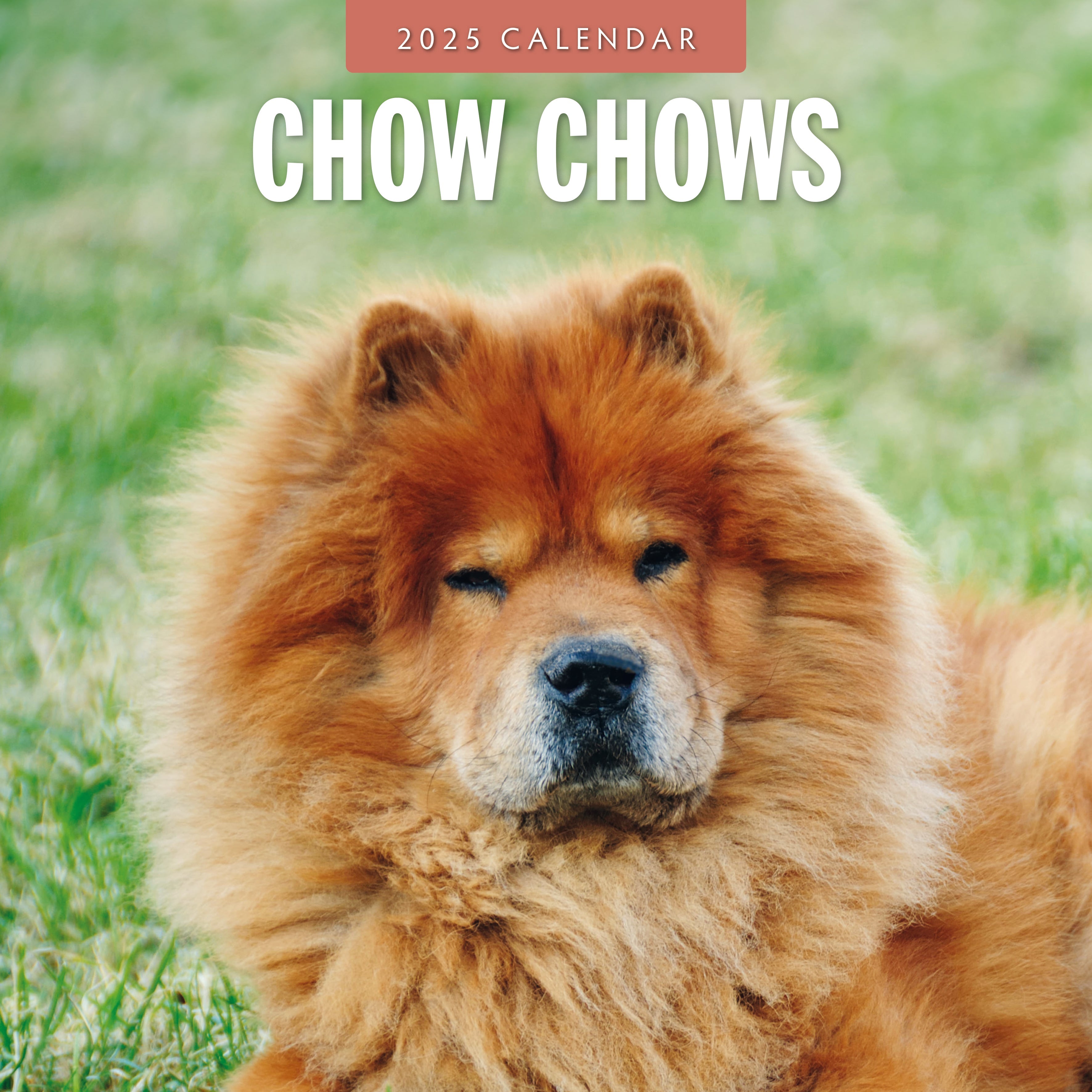 2025 Chow Chows - Square Wall Calendar