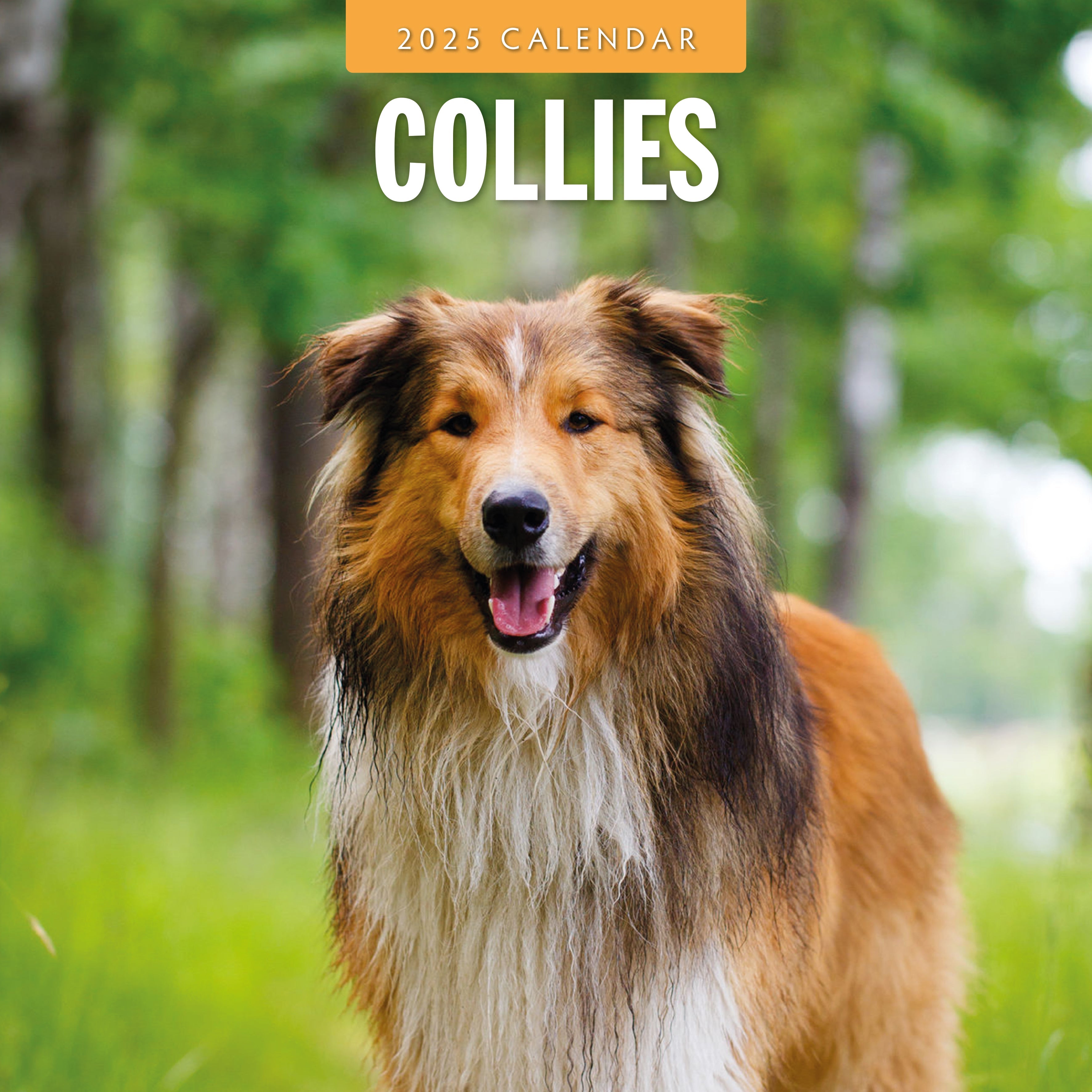 2025 Collies - Square Wall Calendar