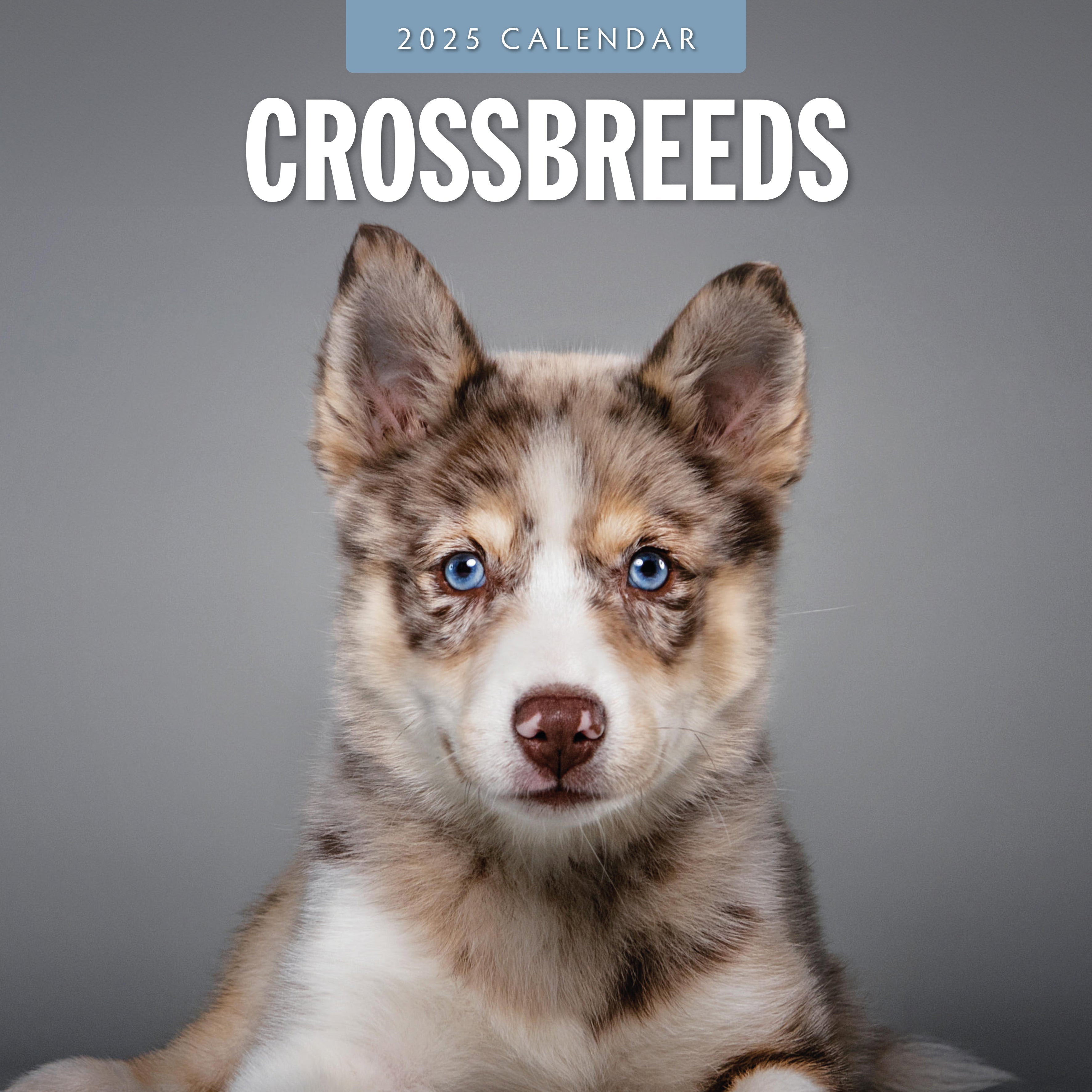 2025 Crossbreeds - Square Wall Calendar