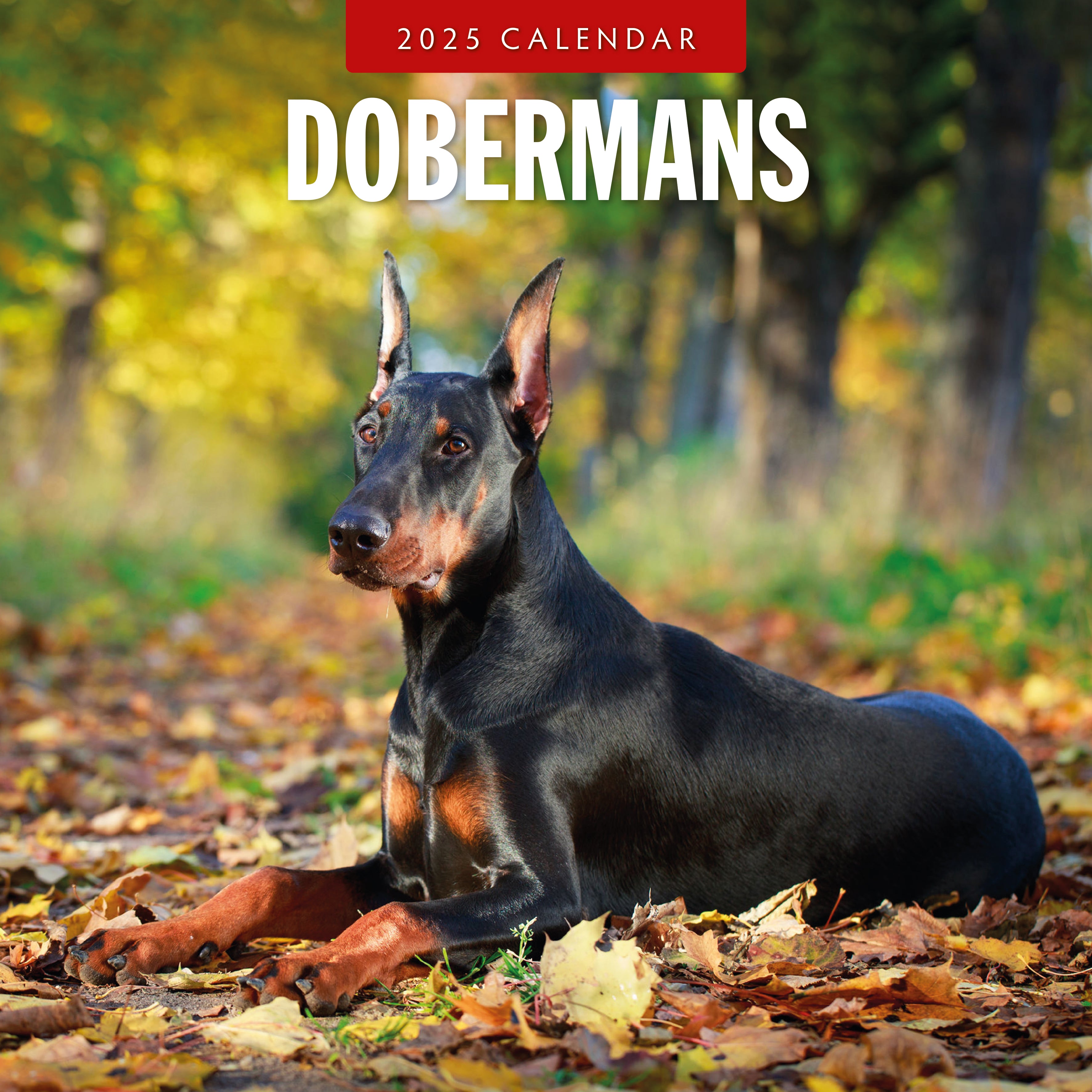 2025 Dobermans - Square Wall Calendar