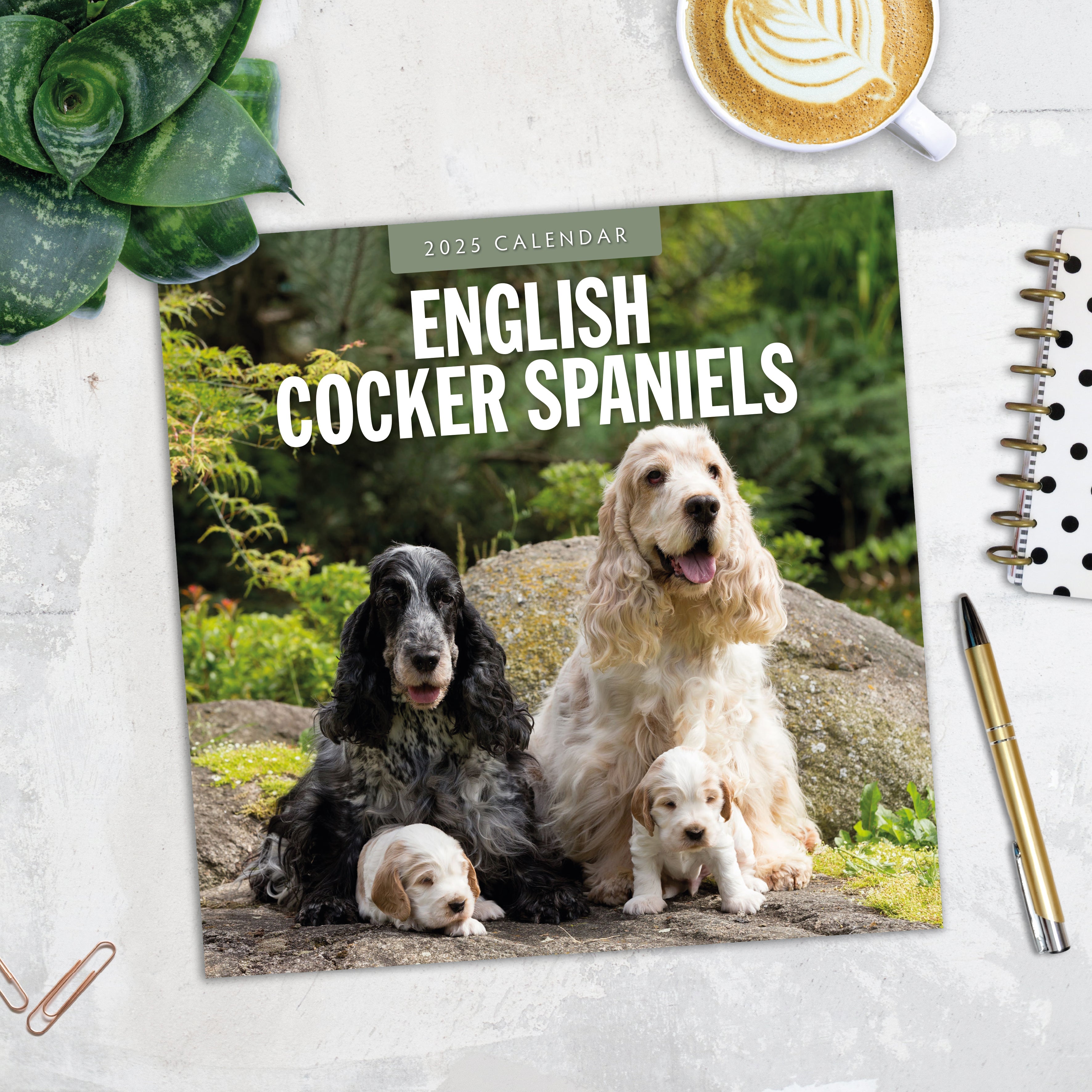 2025 English Cocker Spaniels - Square Wall Calendar