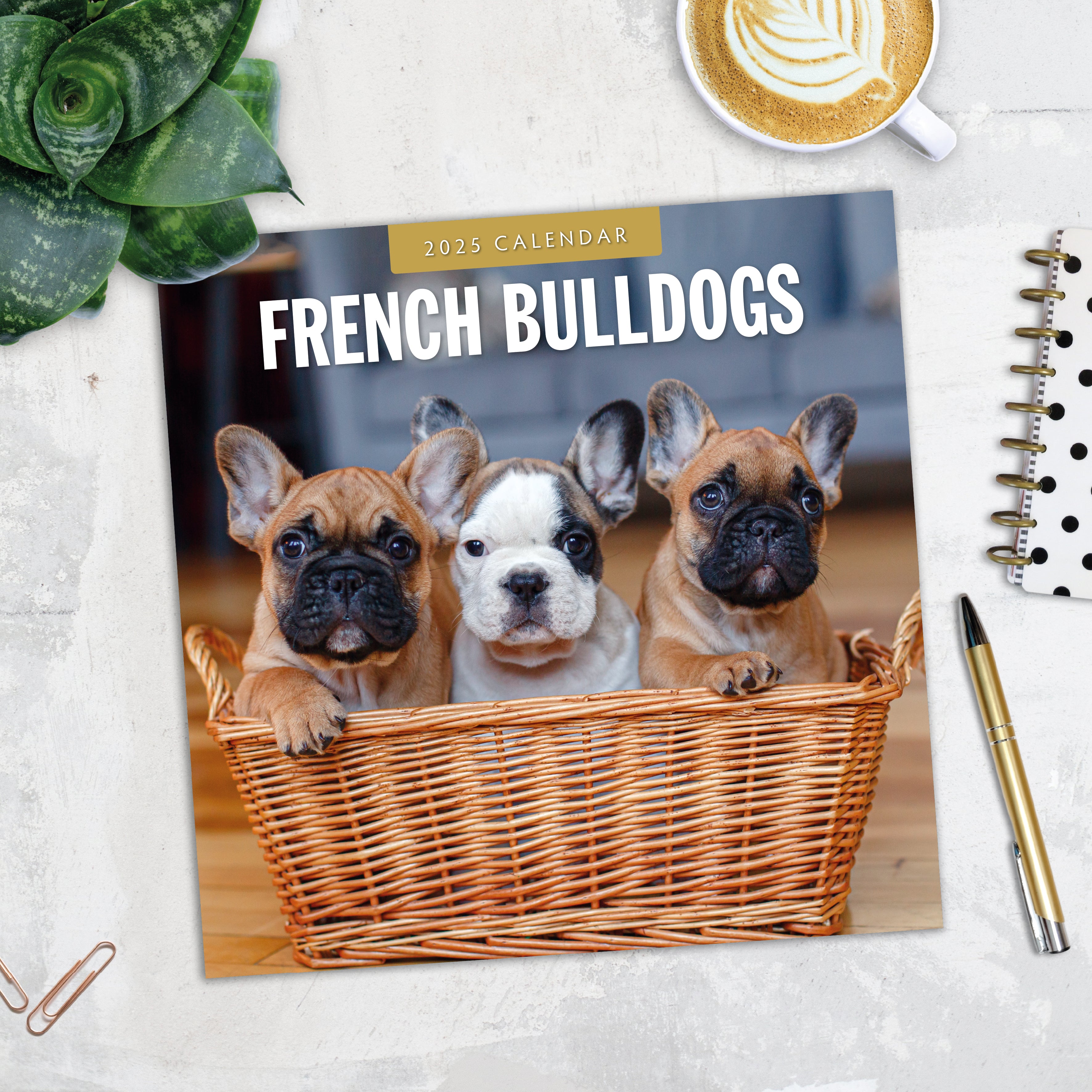 2025 French Bulldogs - Square Wall Calendar