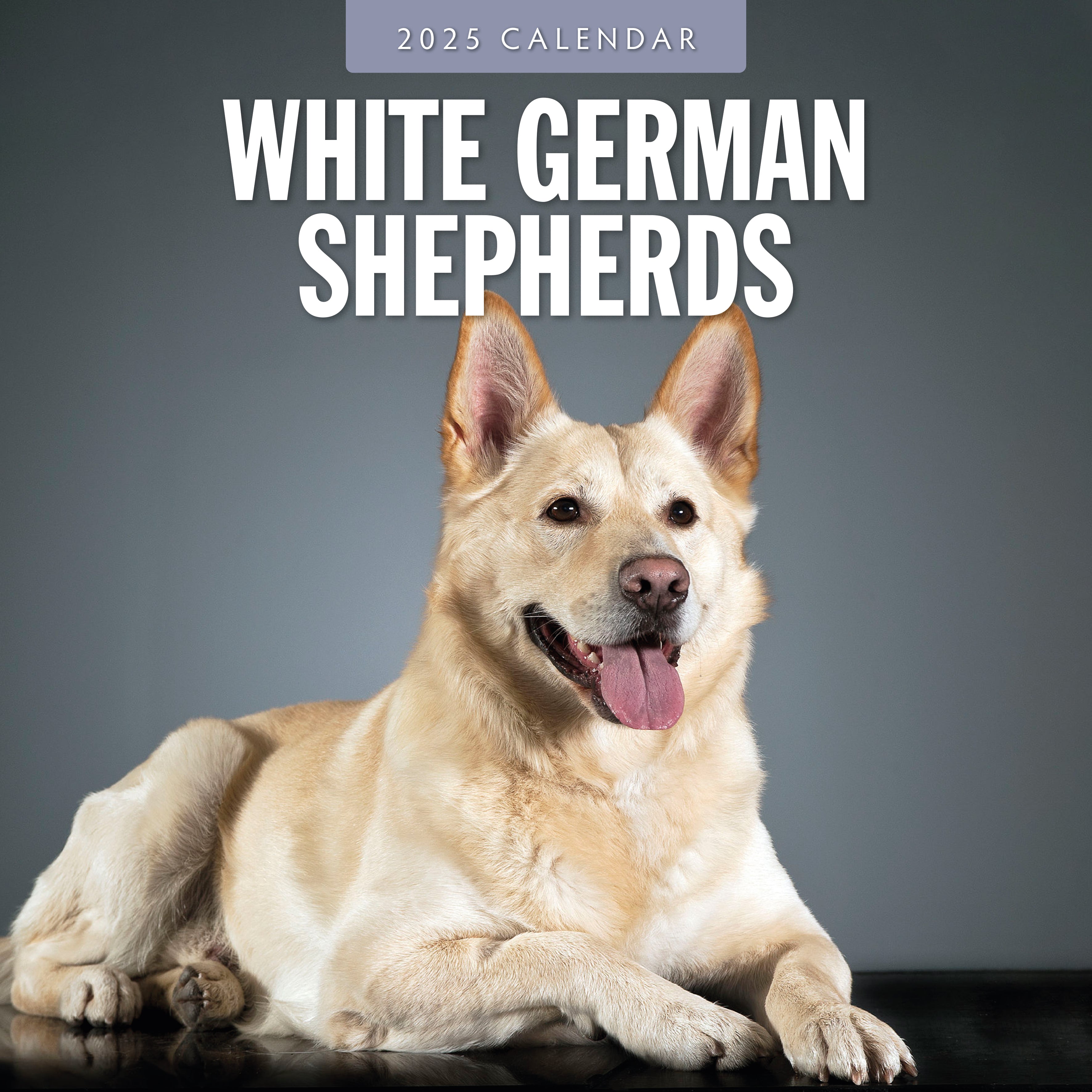 2025 White German Shepherd - Square Wall Calendar