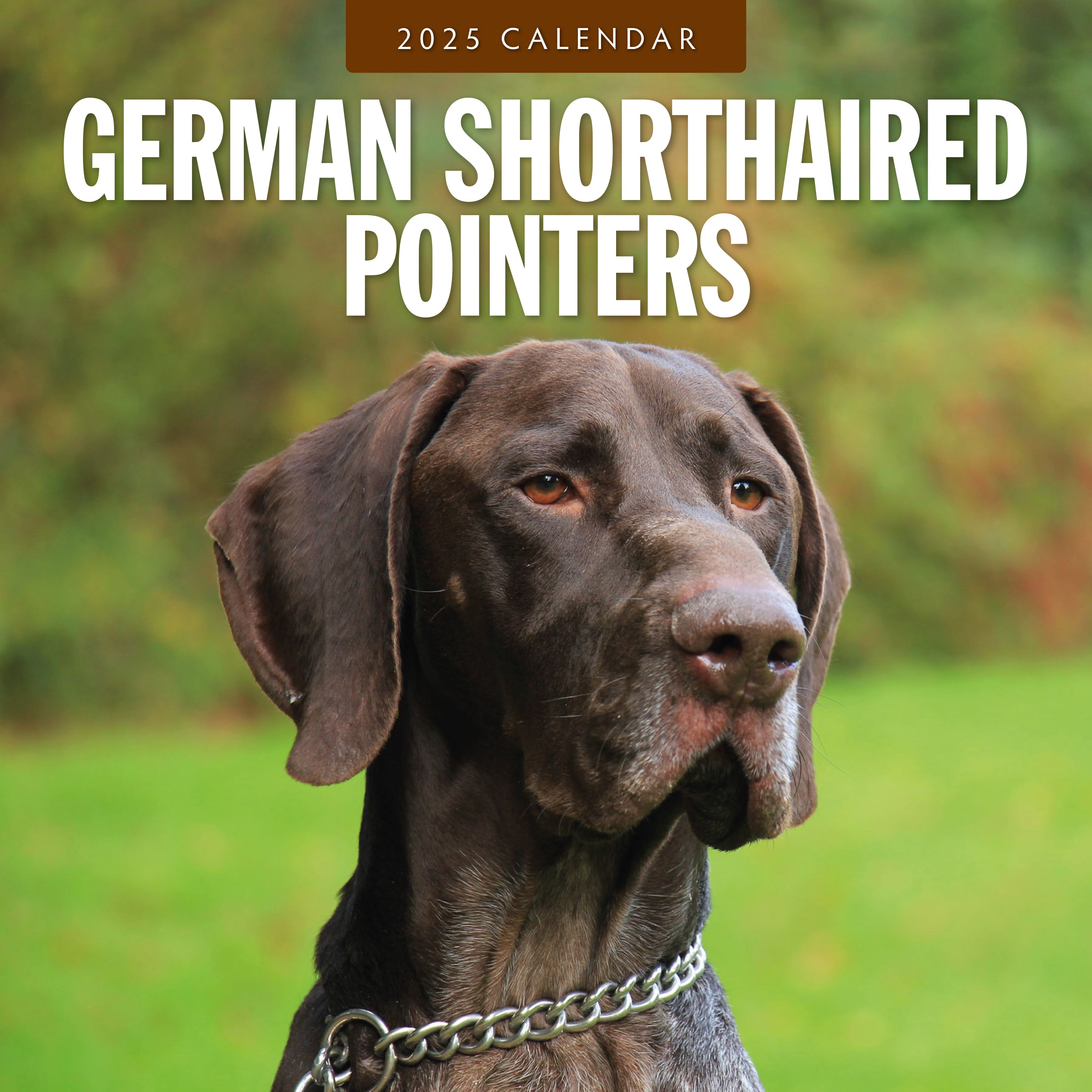 2025 German Shorthaired Pointers - Square Wall Calendar