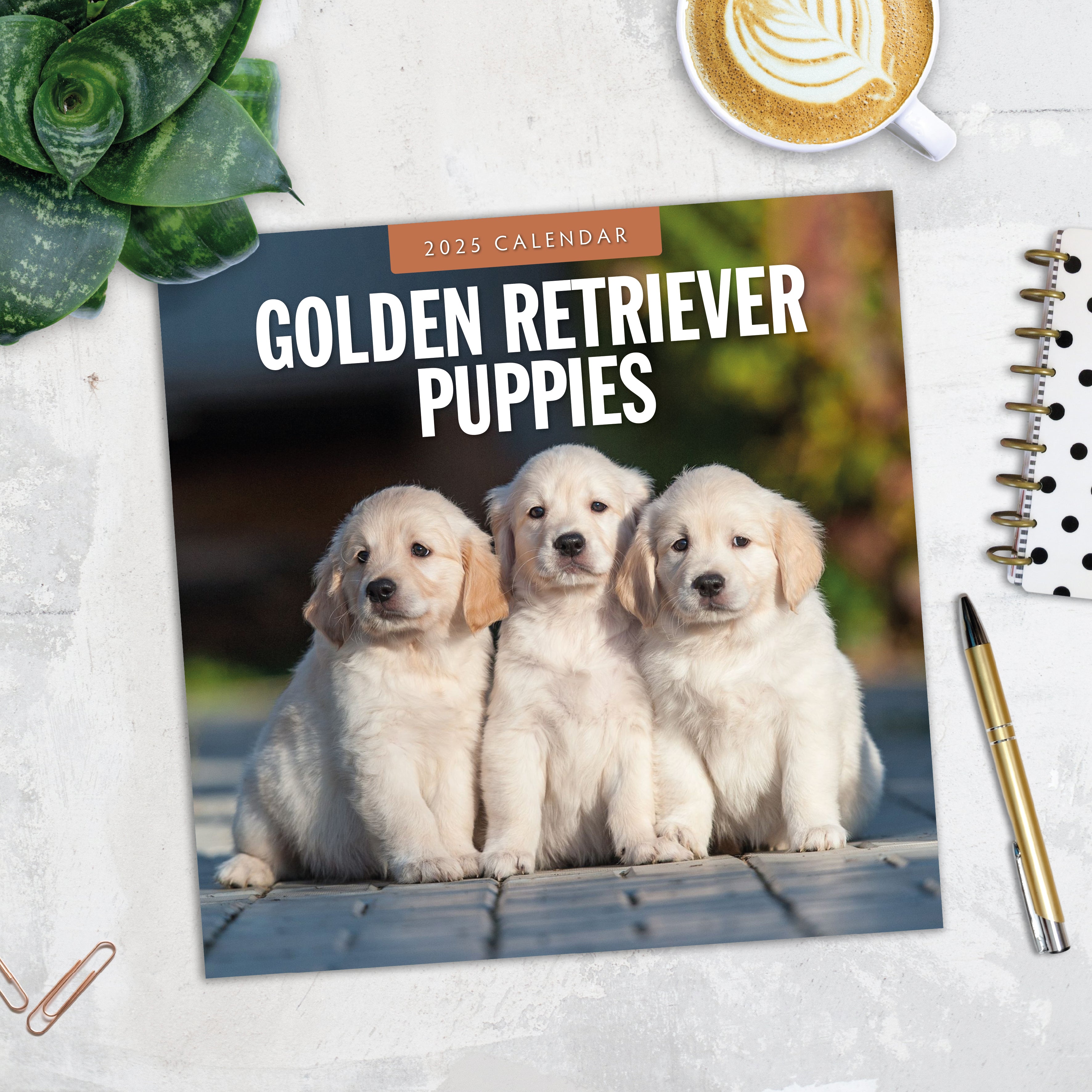 2025 Golden Retriever Puppies - Square Wall Calendar