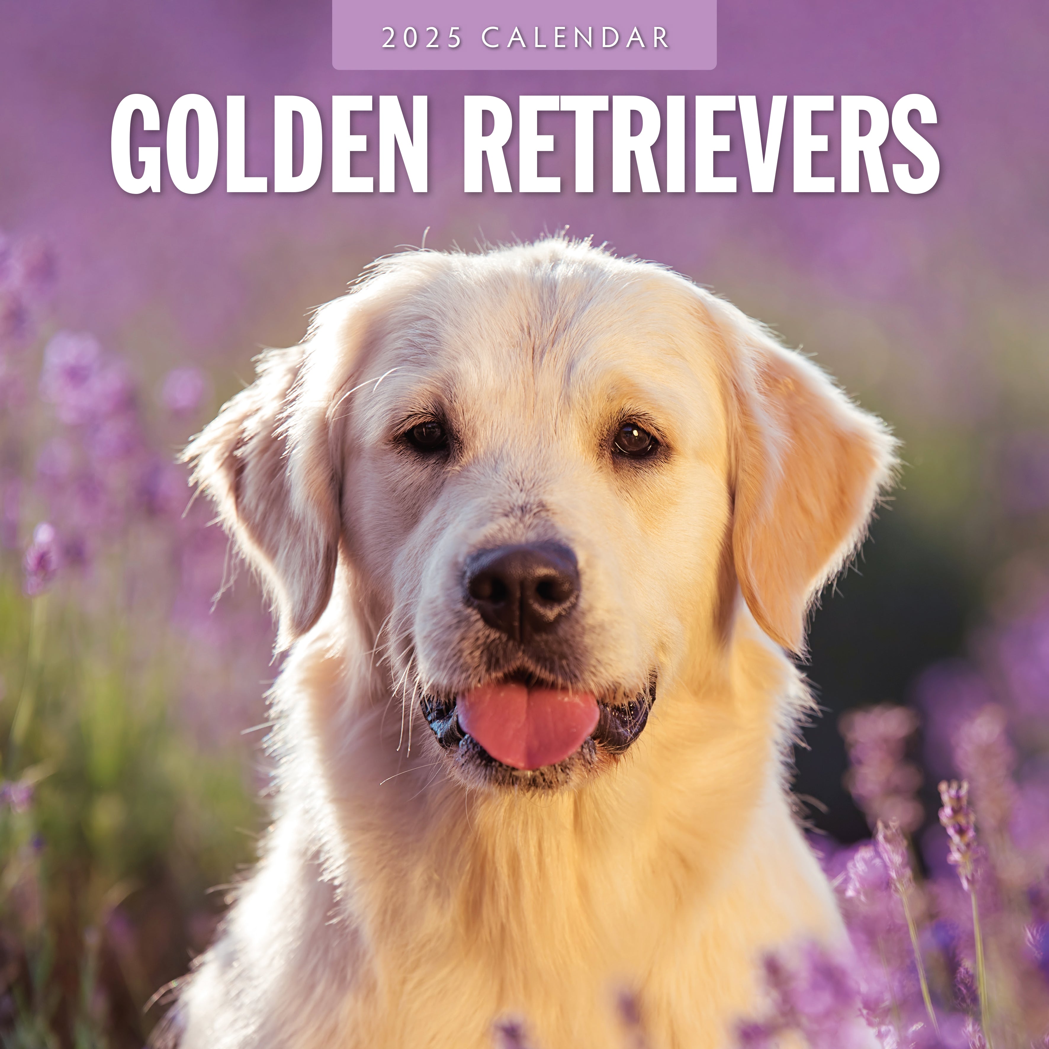 2025 Golden Retrievers - Square Wall Calendar