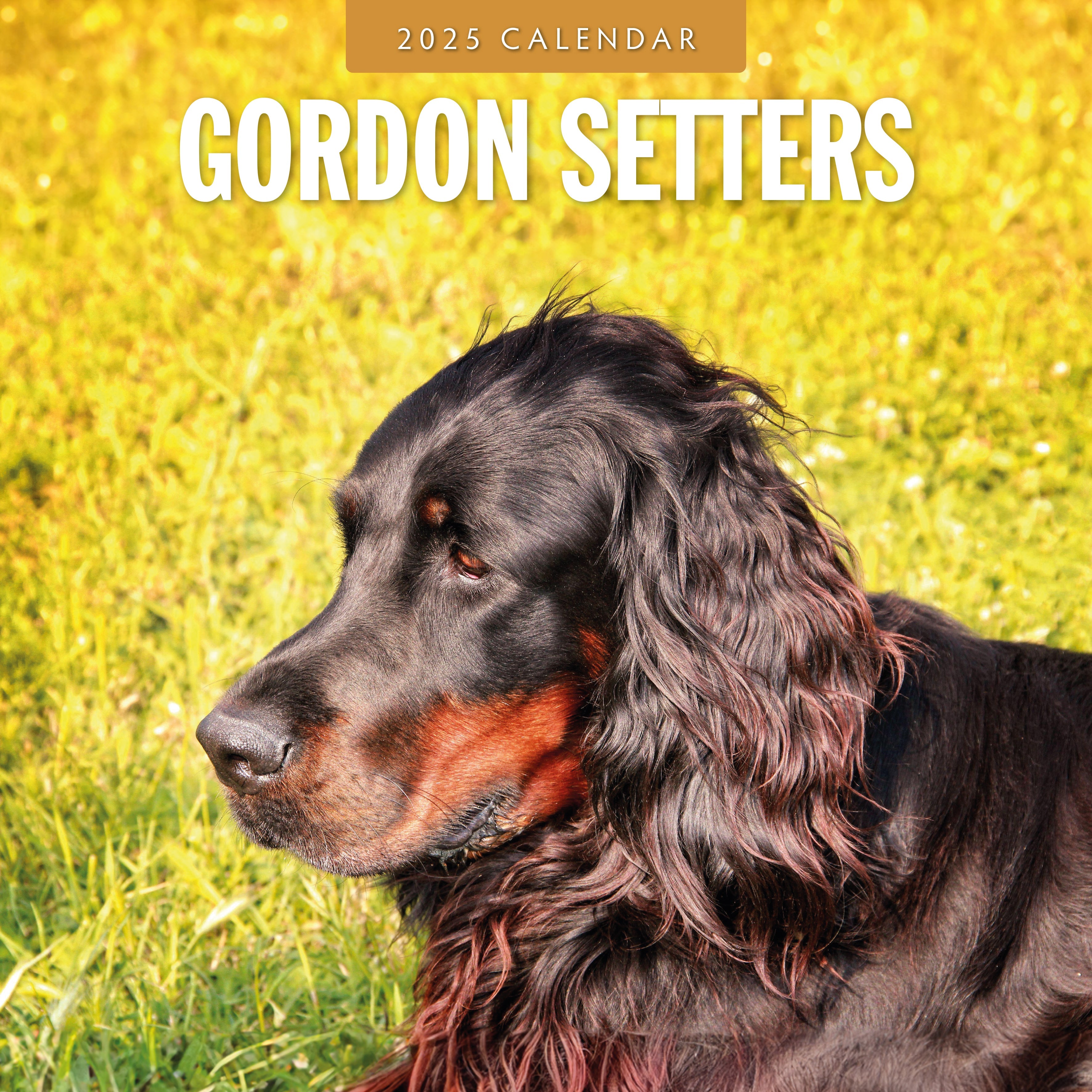 2025 Gordon Setters - Square Wall Calendar